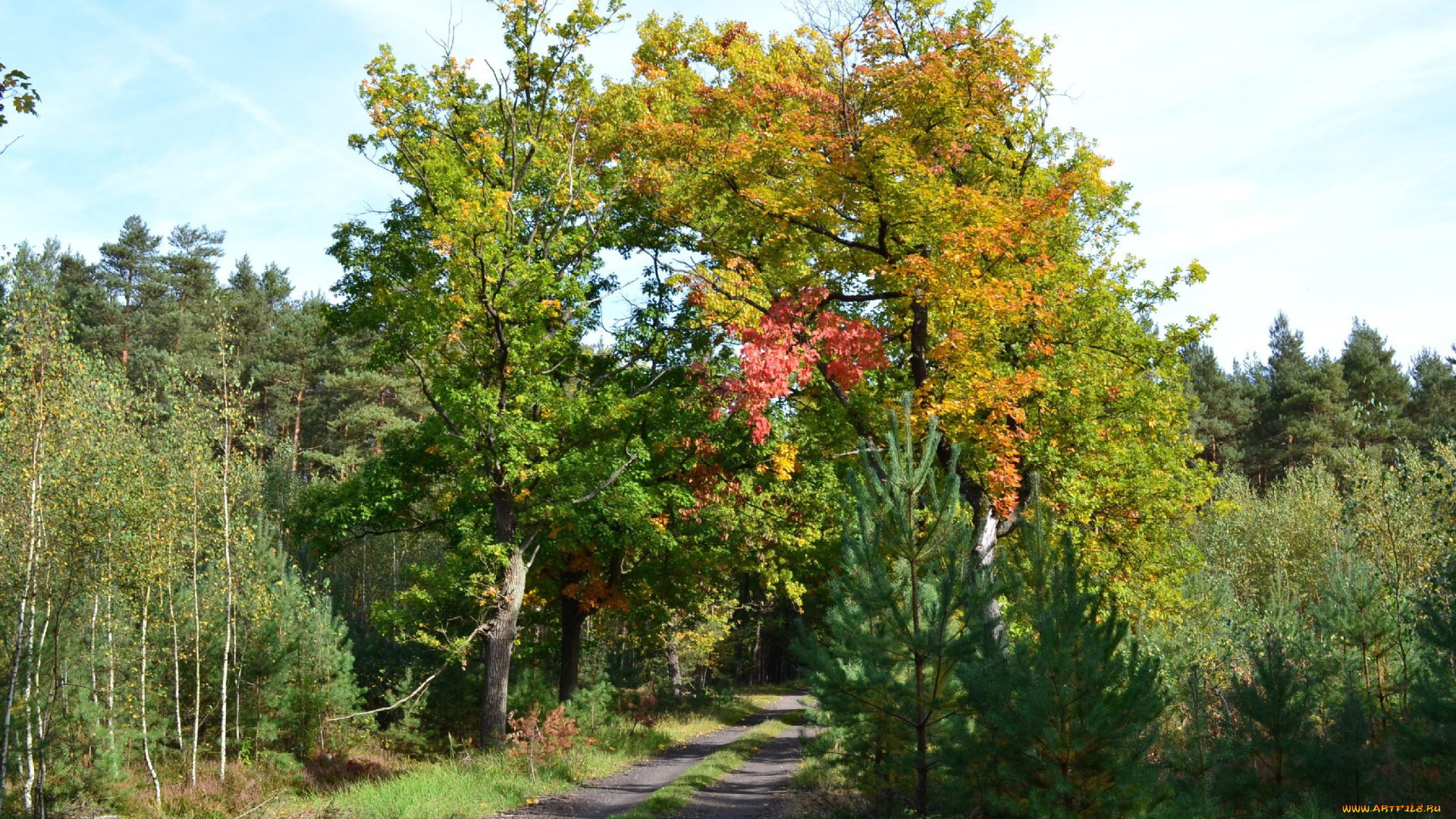 природа, дороги, деревья, лесная, дорога