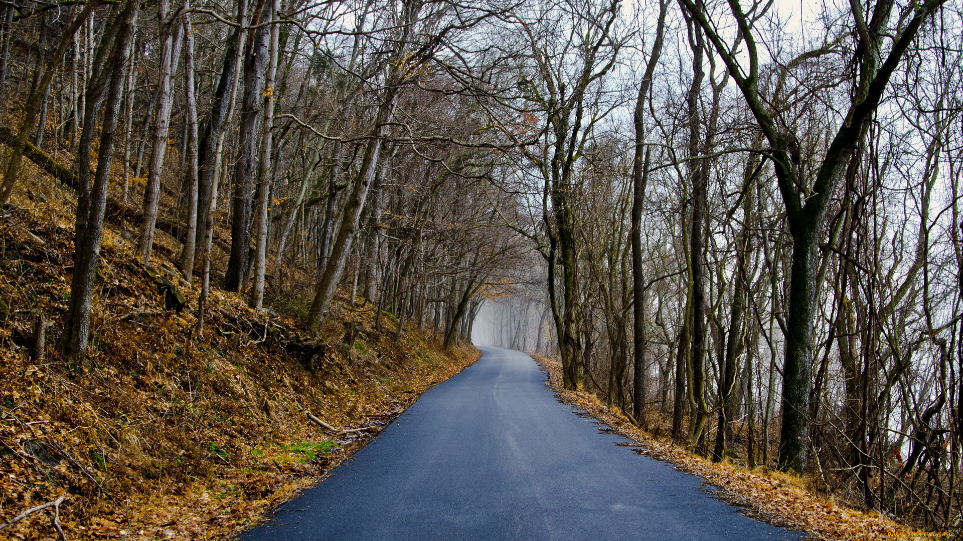 природа, дороги, лес, осень, дорога