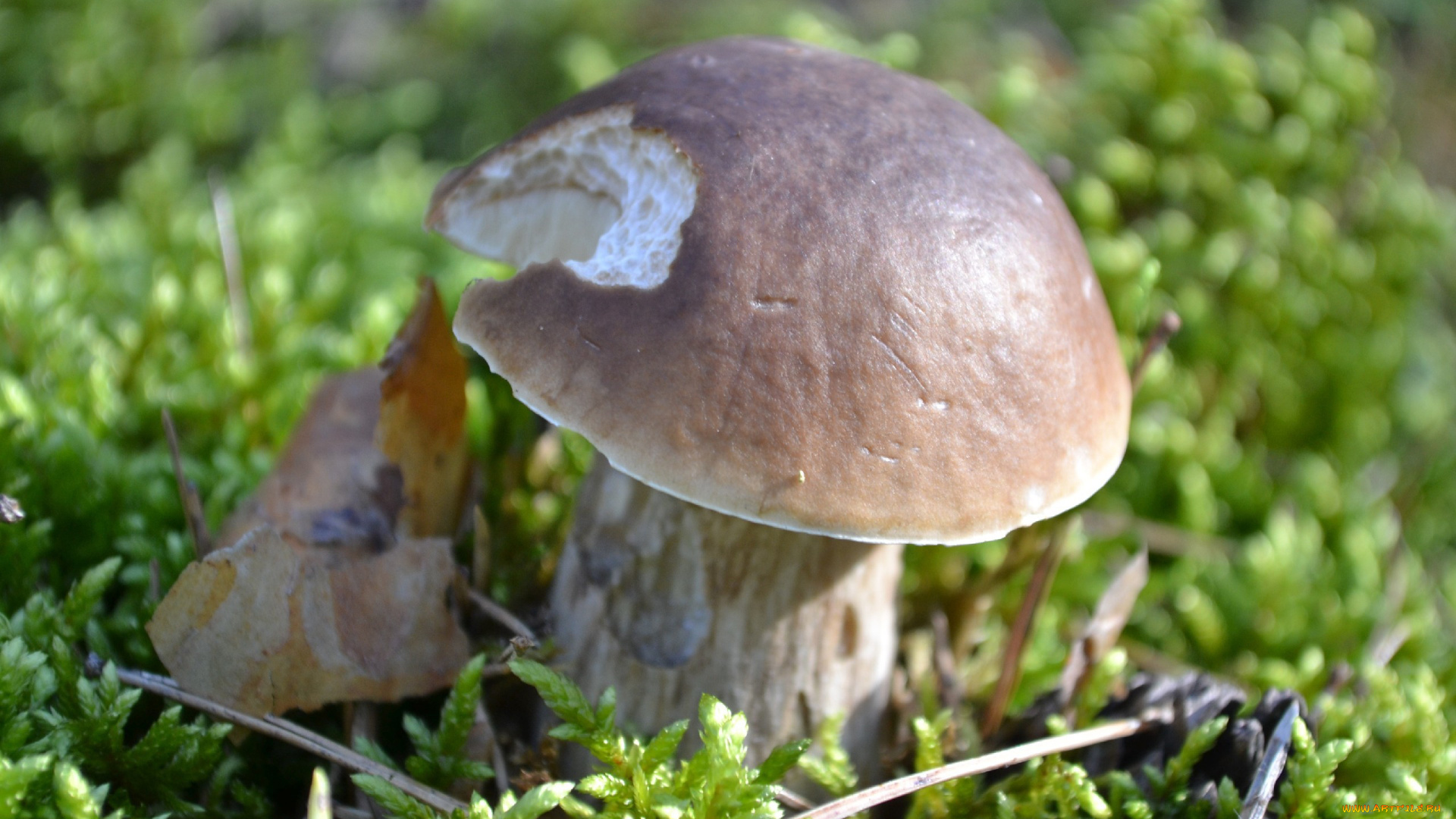 природа, грибы, боровик