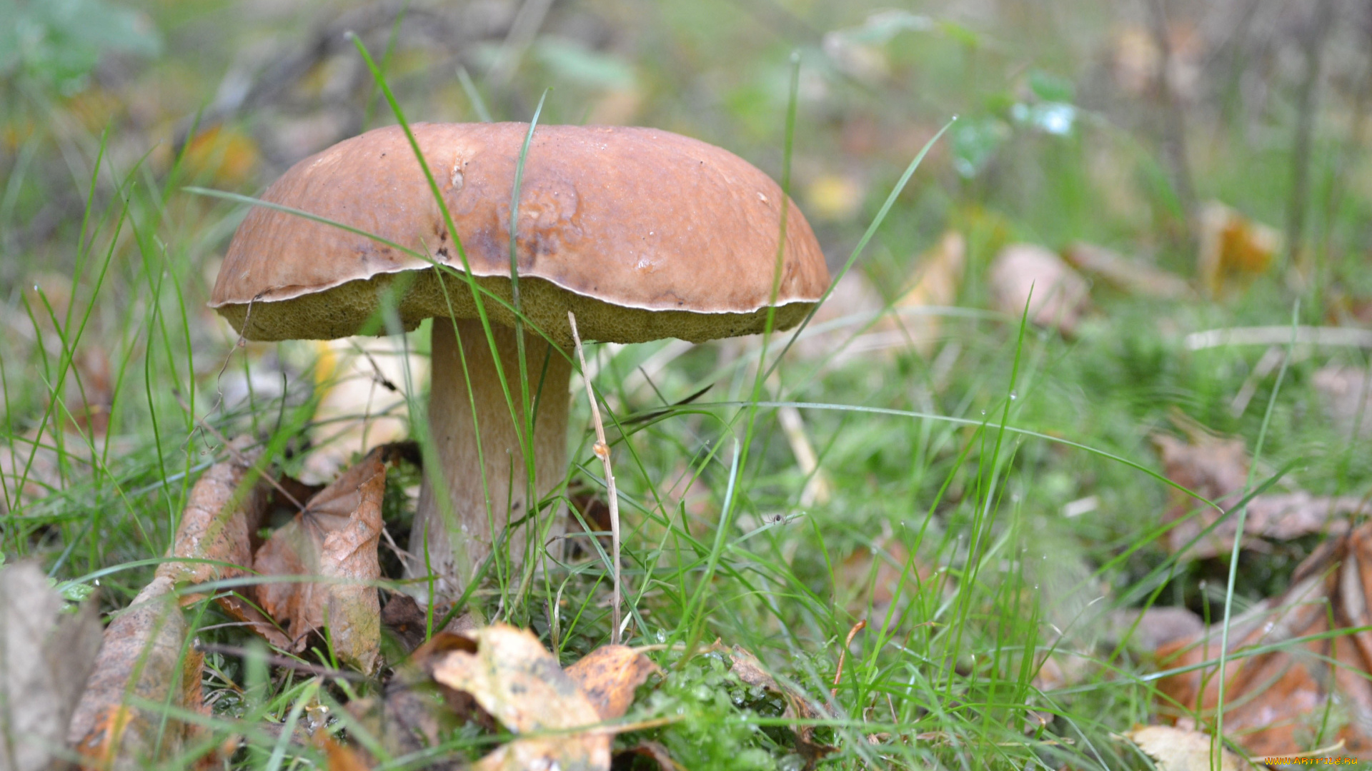 природа, грибы, боровик