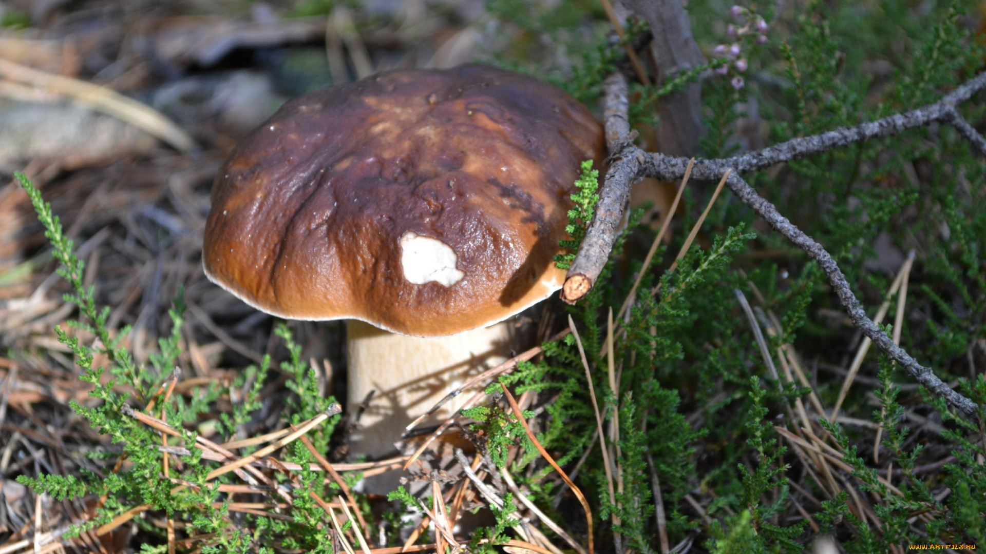 природа, грибы, боровик