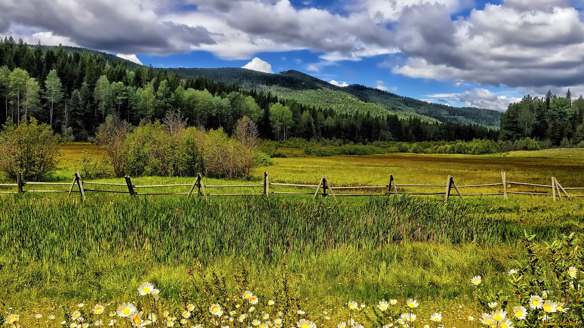 природа, луга, облака, деревья, пейзаж, горы, цветы, ромашки, забор