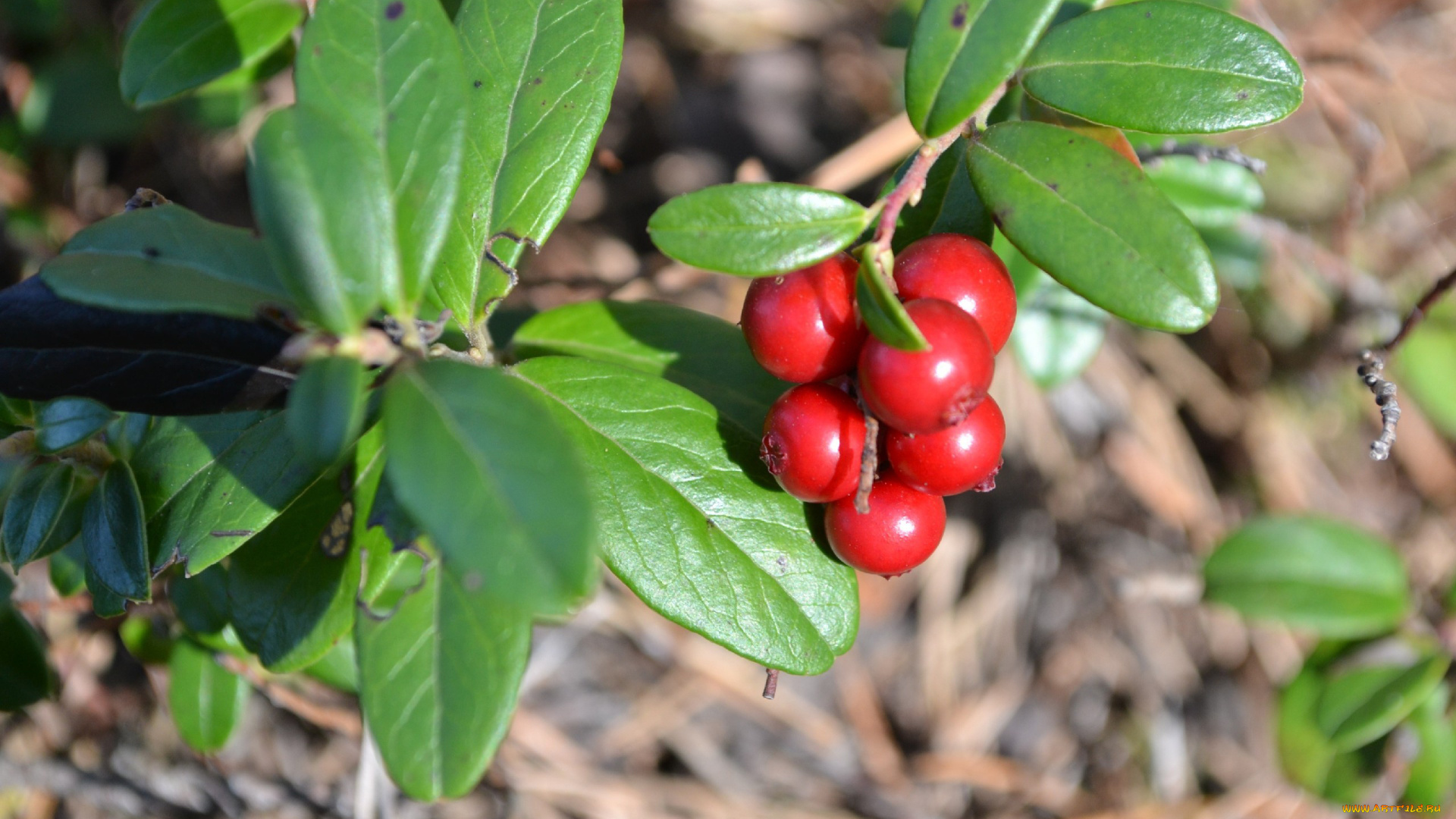 природа, Ягоды, брусника