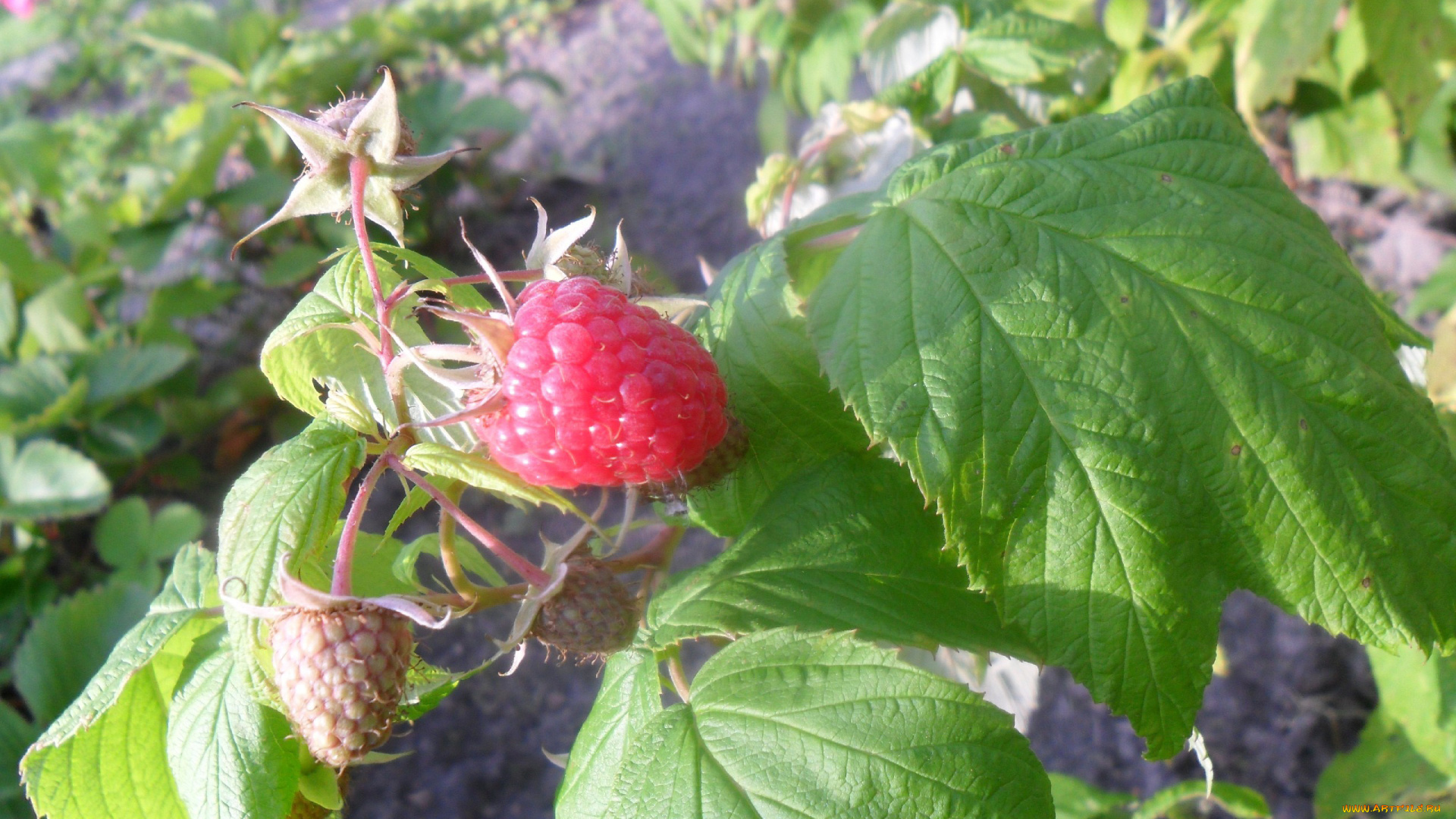 природа, Ягоды, малина