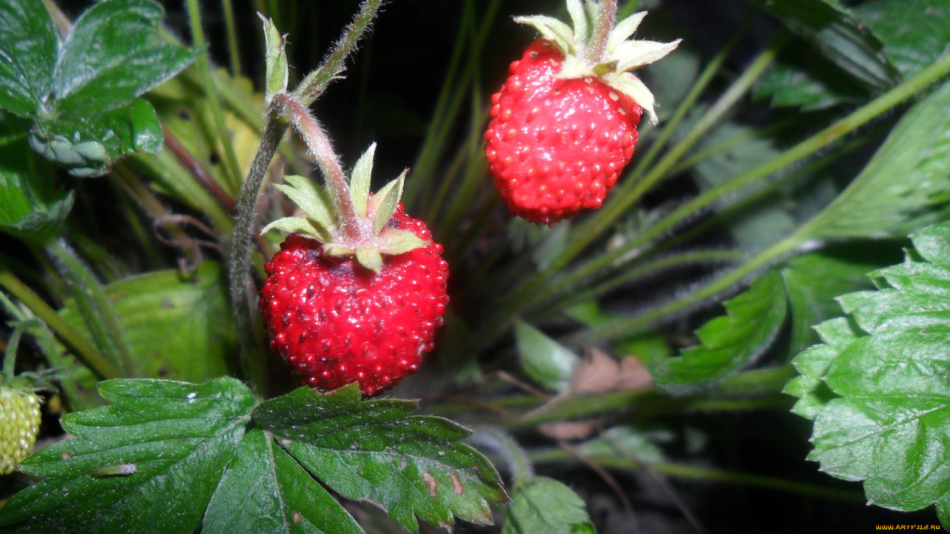 природа, Ягоды, земляника