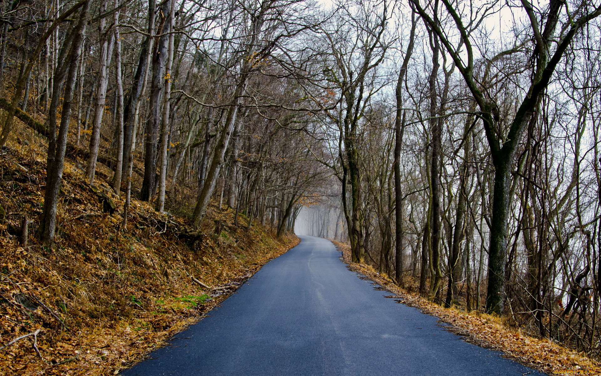 природа, дороги, лес, осень, дорога