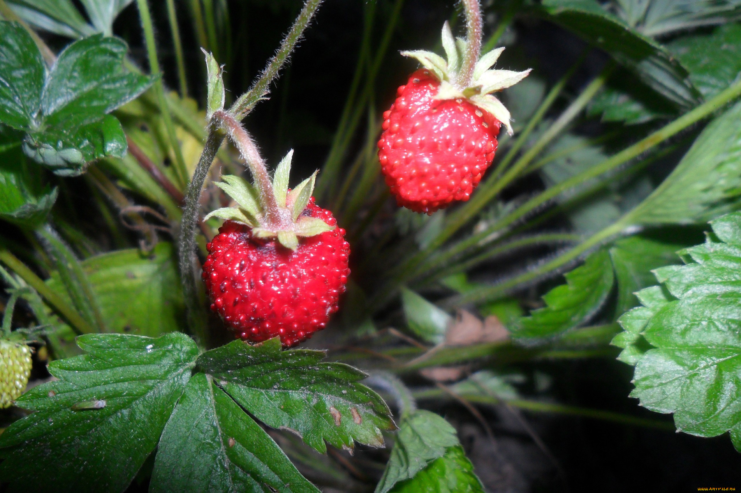 природа, Ягоды, земляника