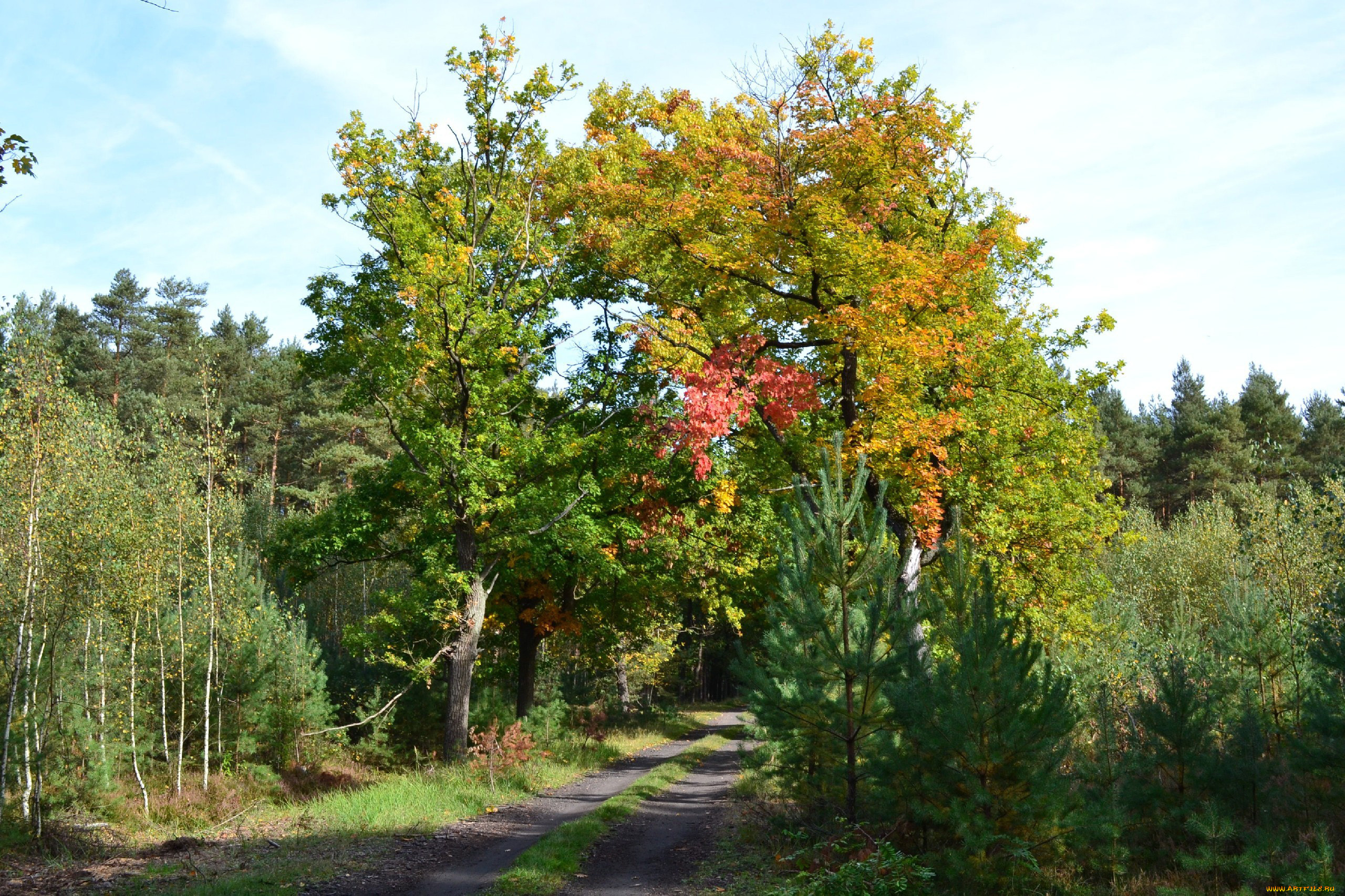 природа, дороги, деревья, лесная, дорога