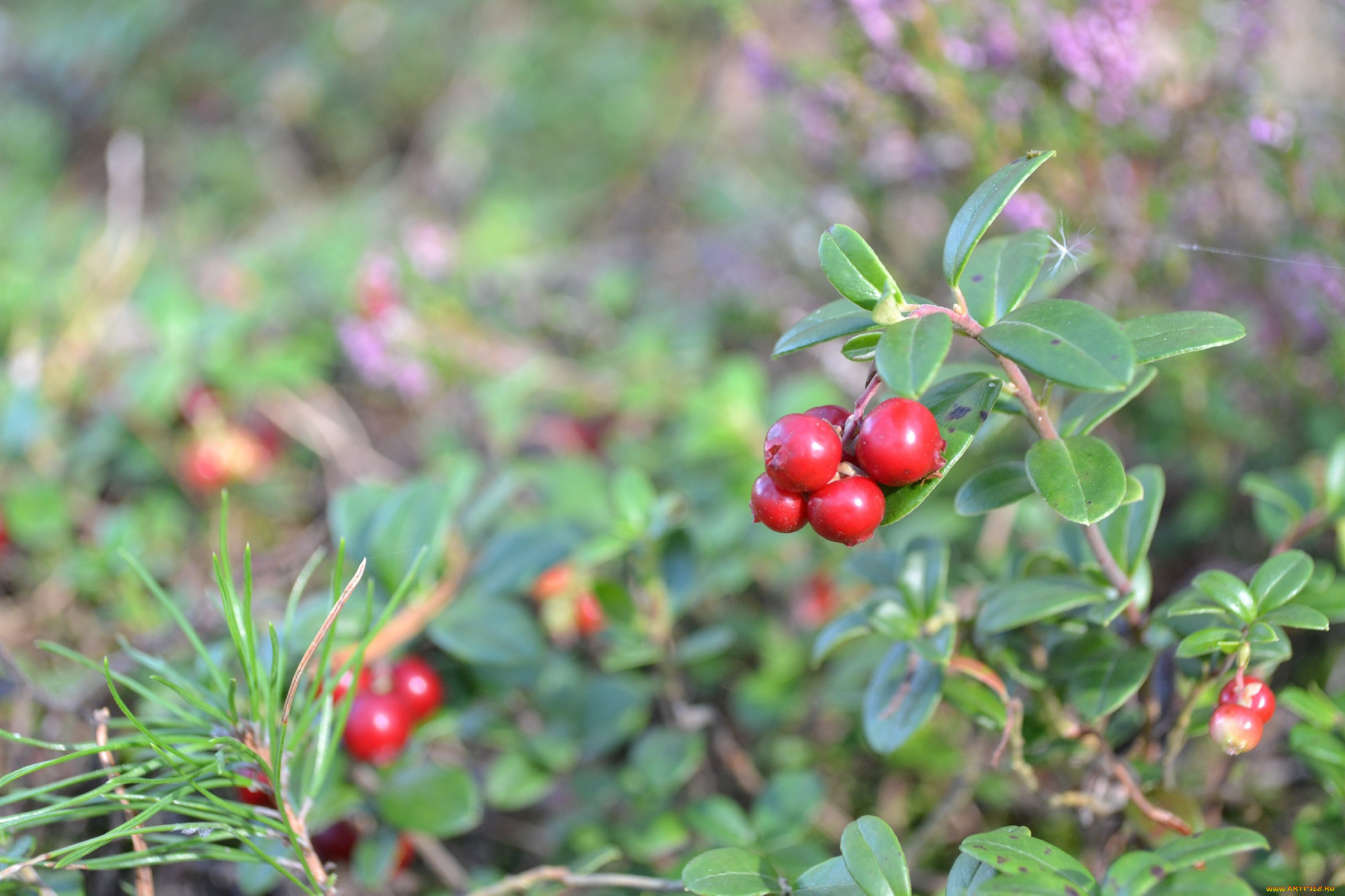 природа, Ягоды, брусника