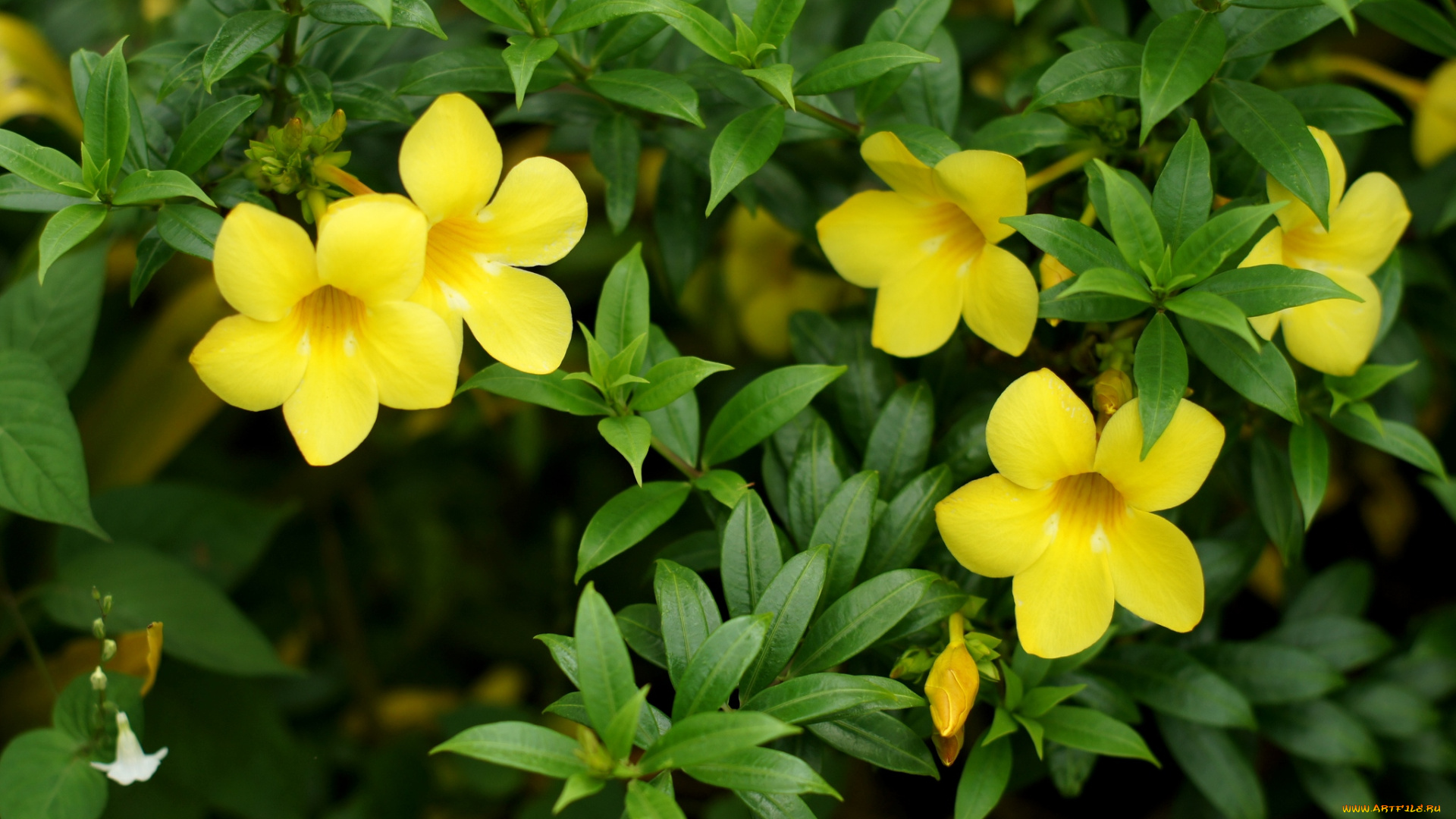 цветы, алламанда, желтый