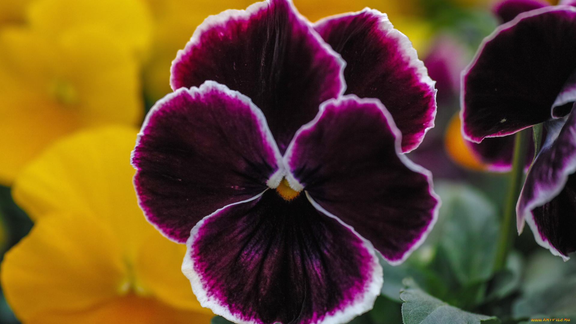 цветы, анютины, глазки, , садовые, фиалки, макро