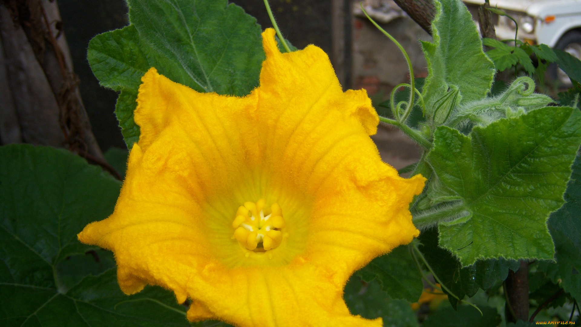 цветы, цветок, большой, жёлтый