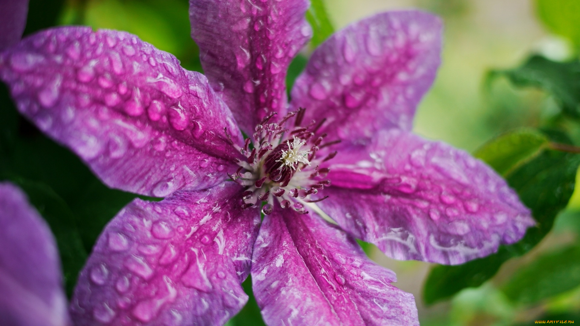 цветы, клематис, , ломонос, макро, капли