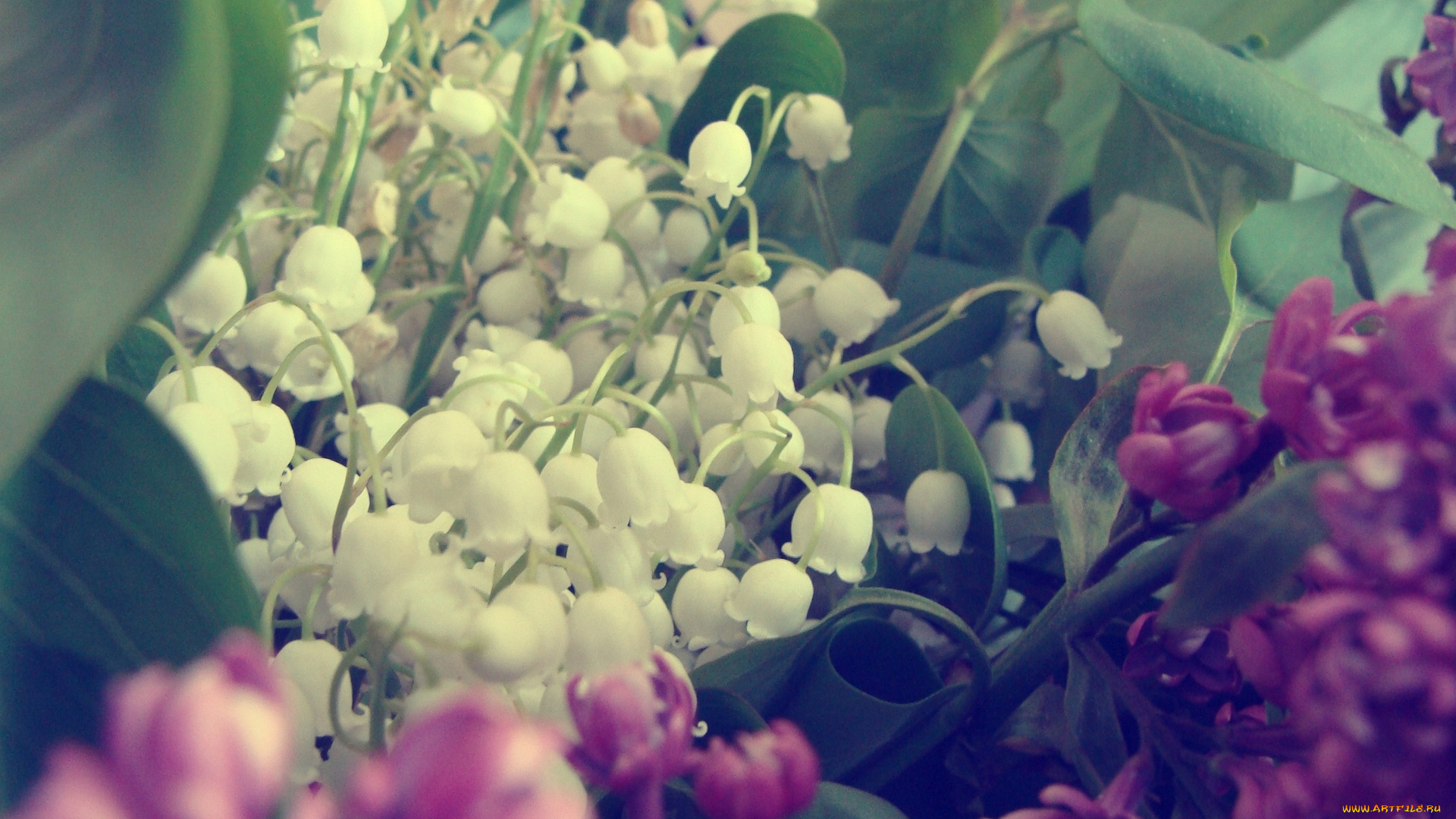 цветы, ландыши
