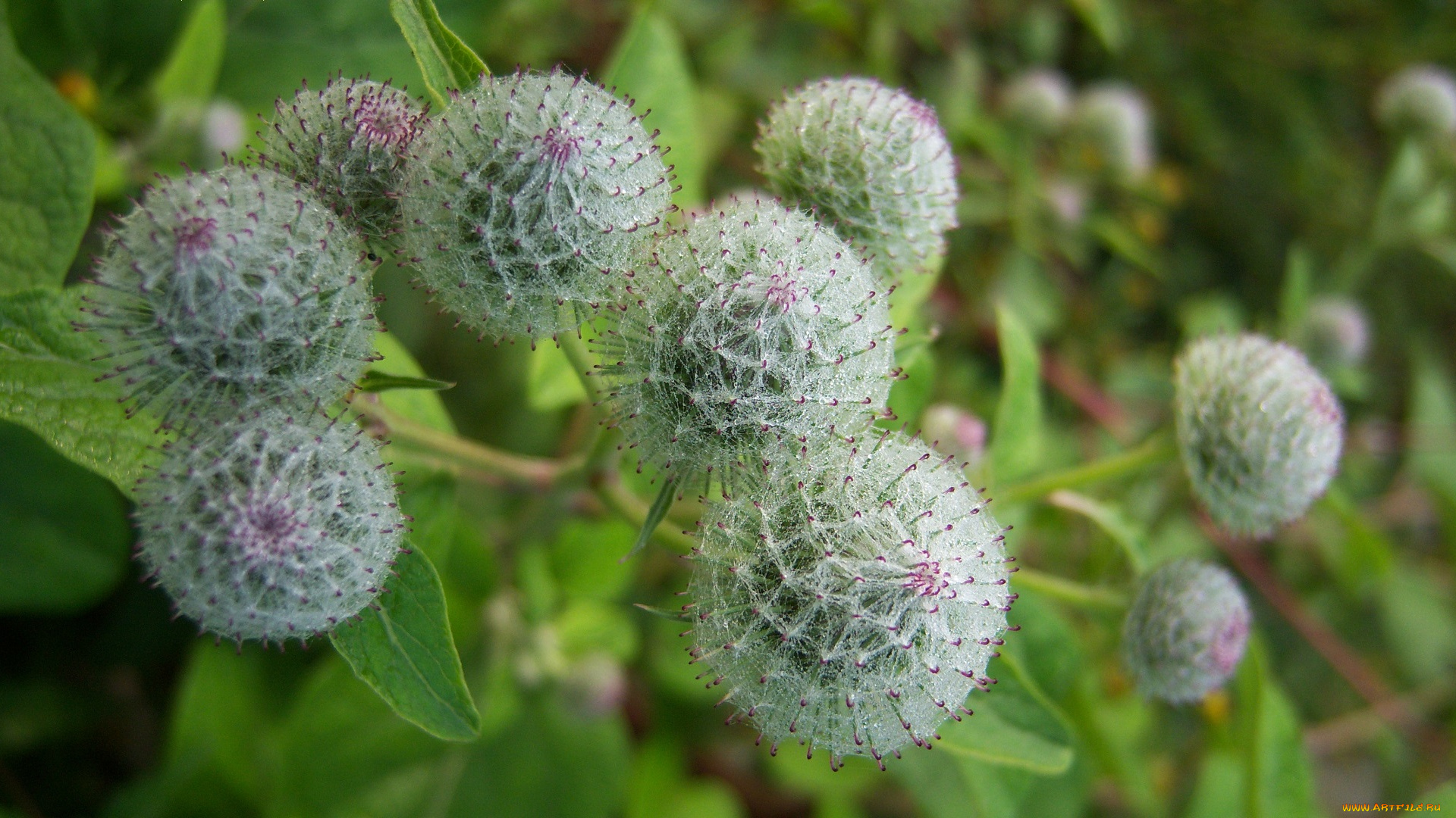 цветы, луговые, , полевые, , цветы, колючий, лопух, репей