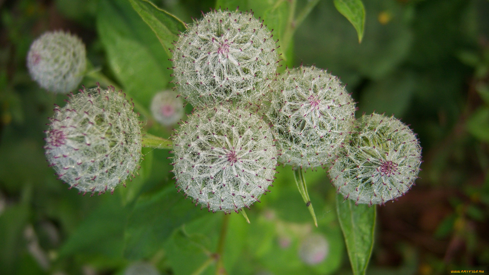 цветы, луговые, , полевые, , цветы, колючки, репейник, лопух