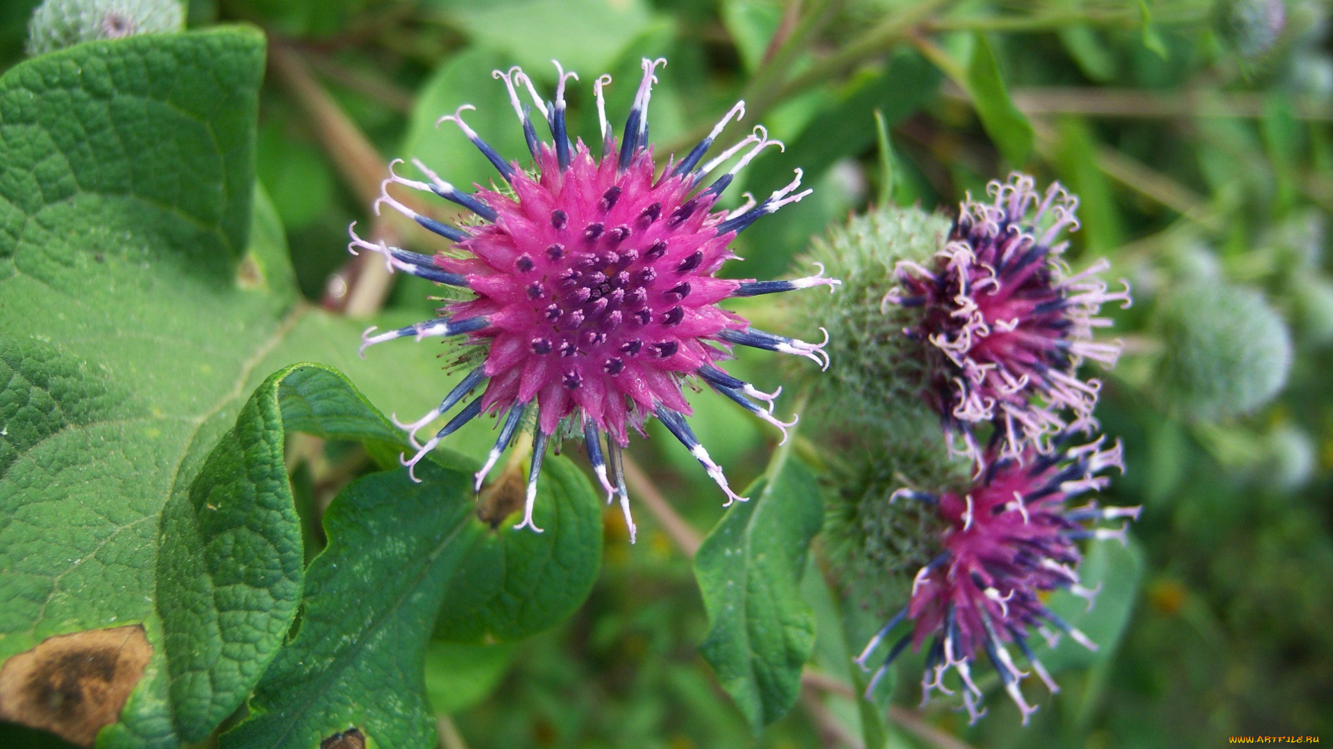 цветы, луговые, , полевые, , цветы, лопух