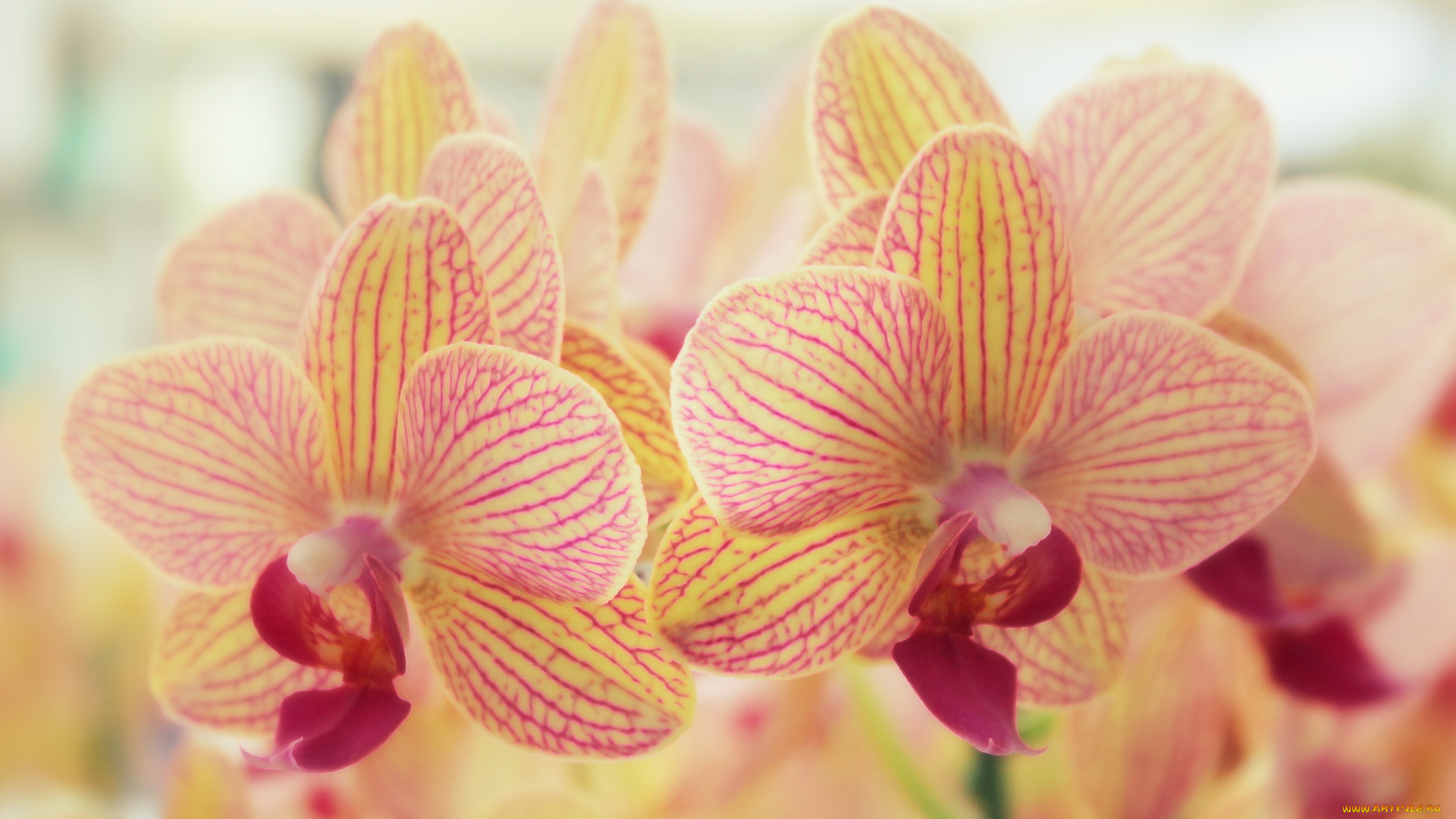 цветы, орхидеи