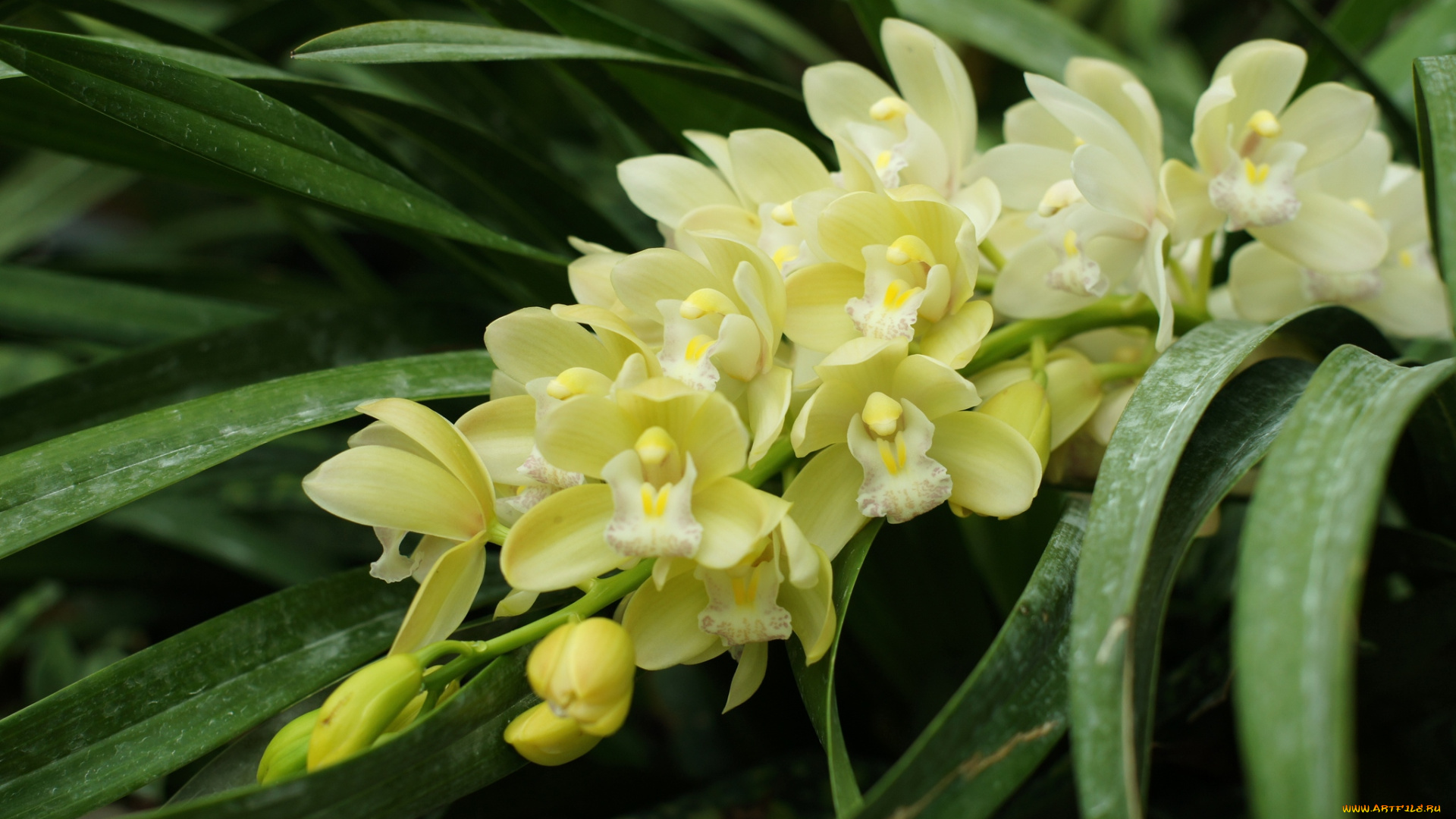 цветы, орхидеи, экзотика