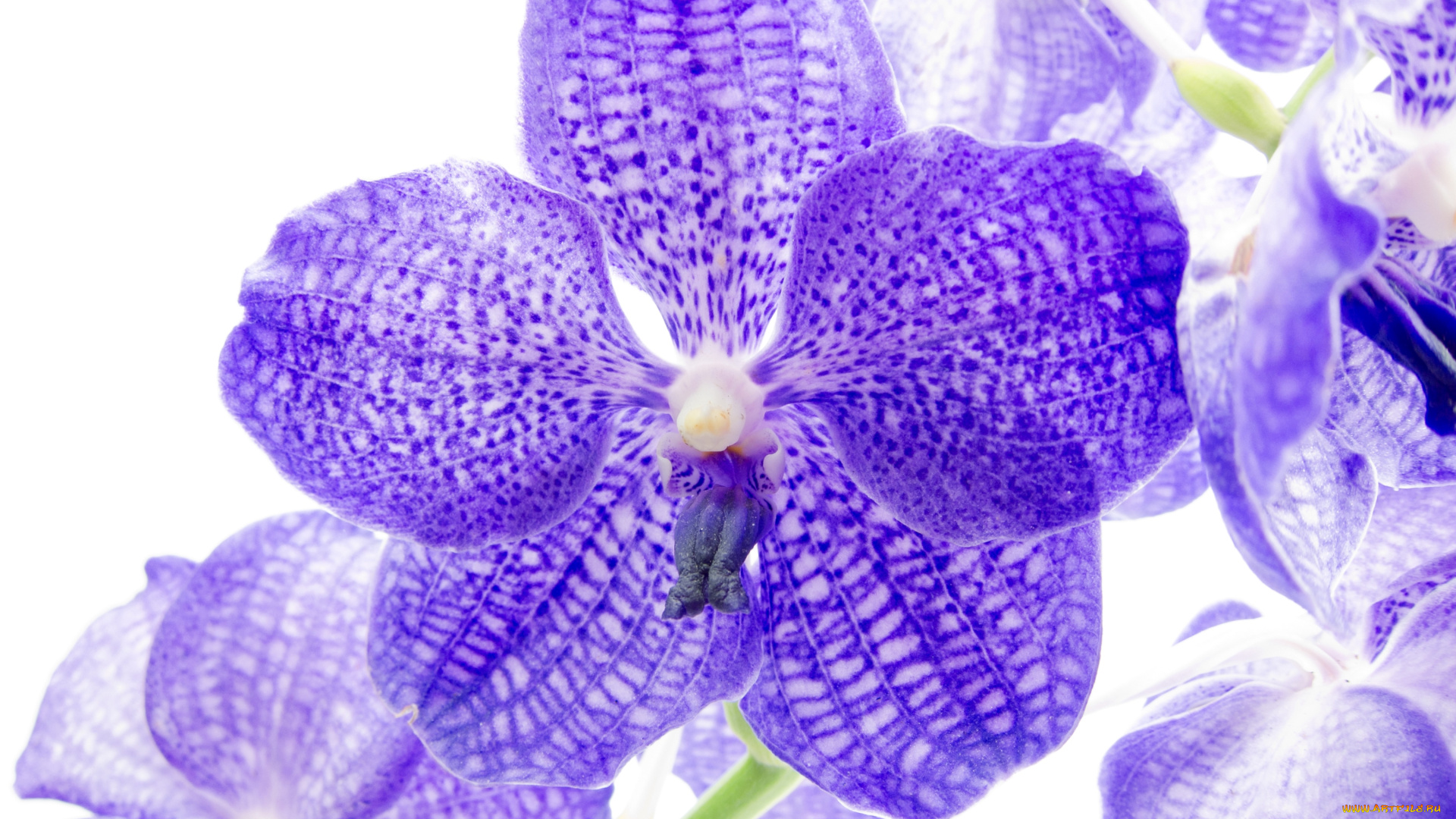 цветы, орхидеи, макро