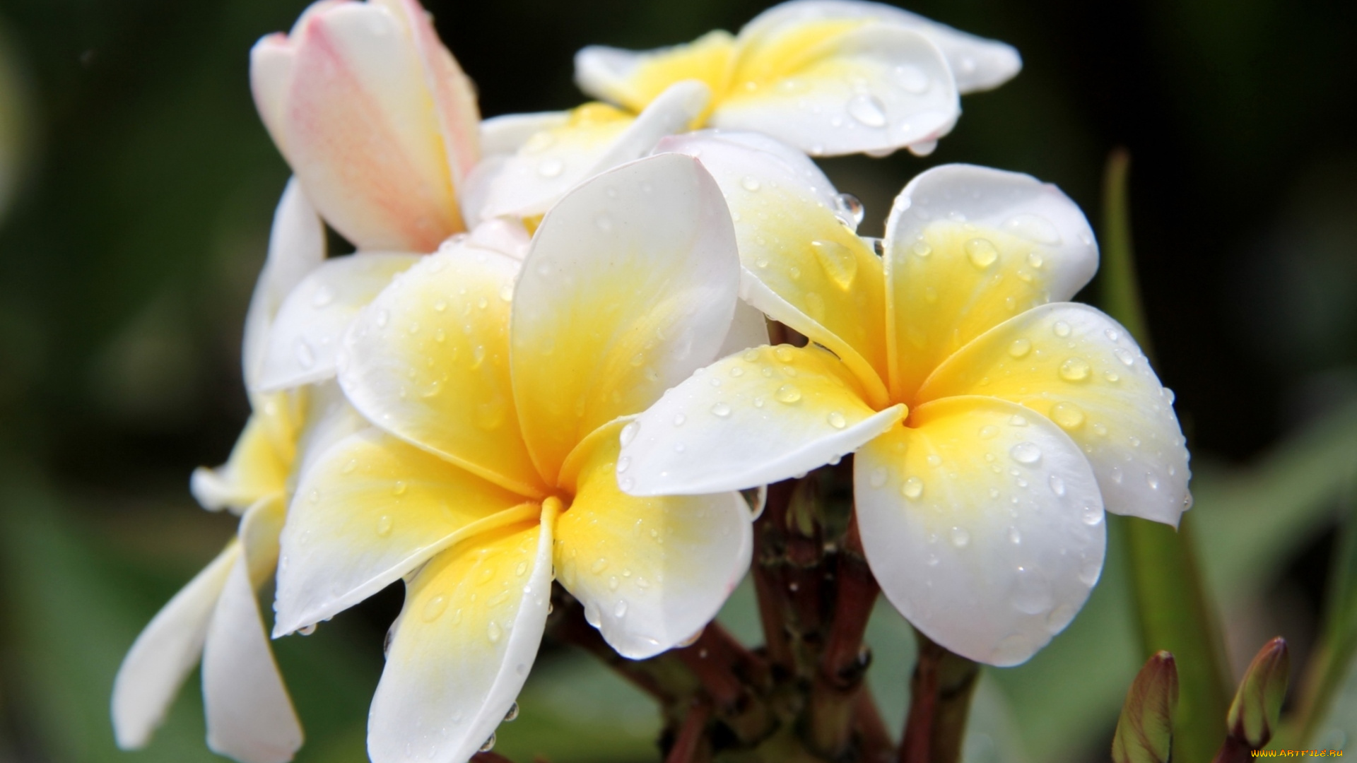 цветы, плюмерия, тропики
