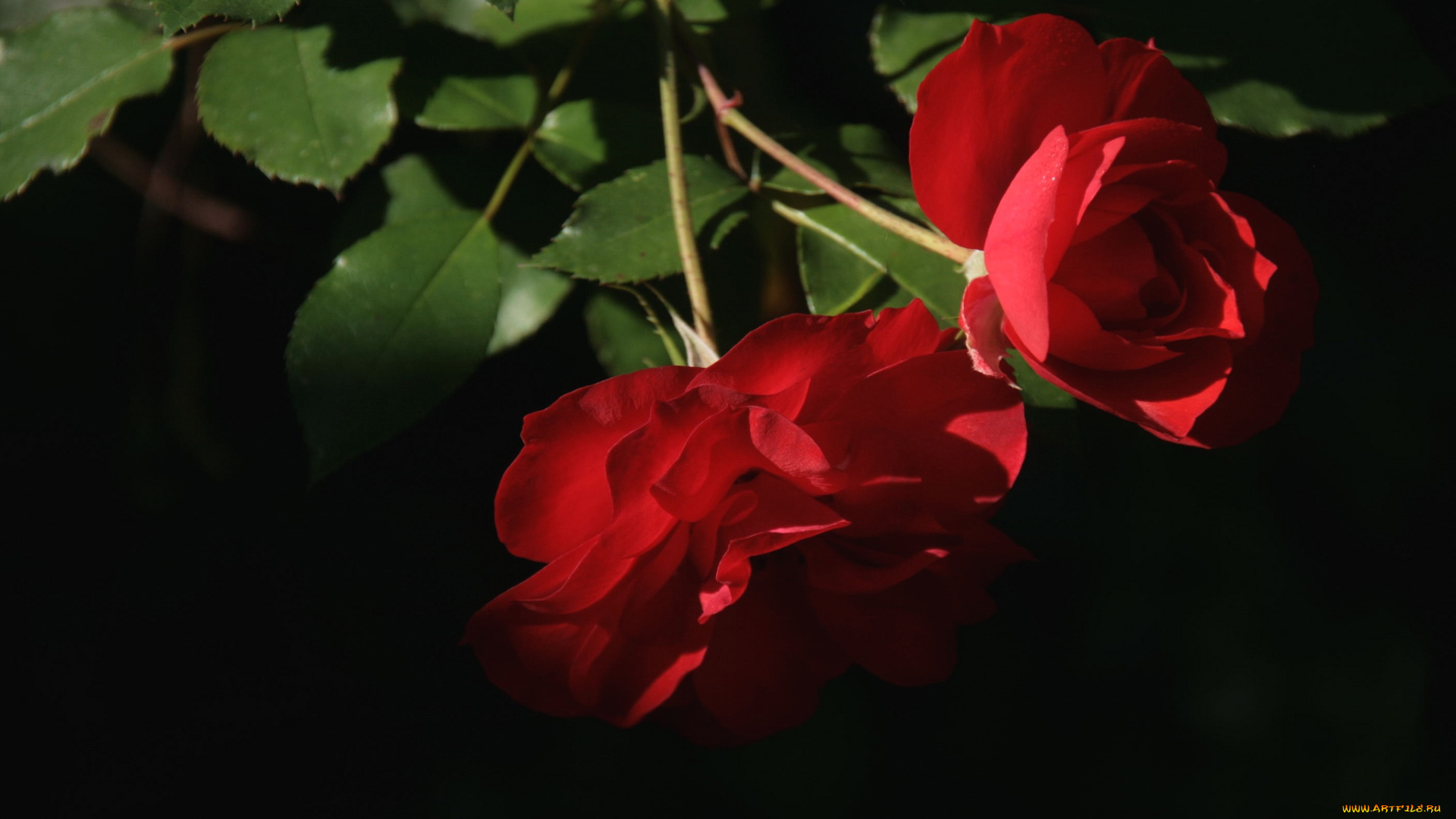 цветы, розы, пара