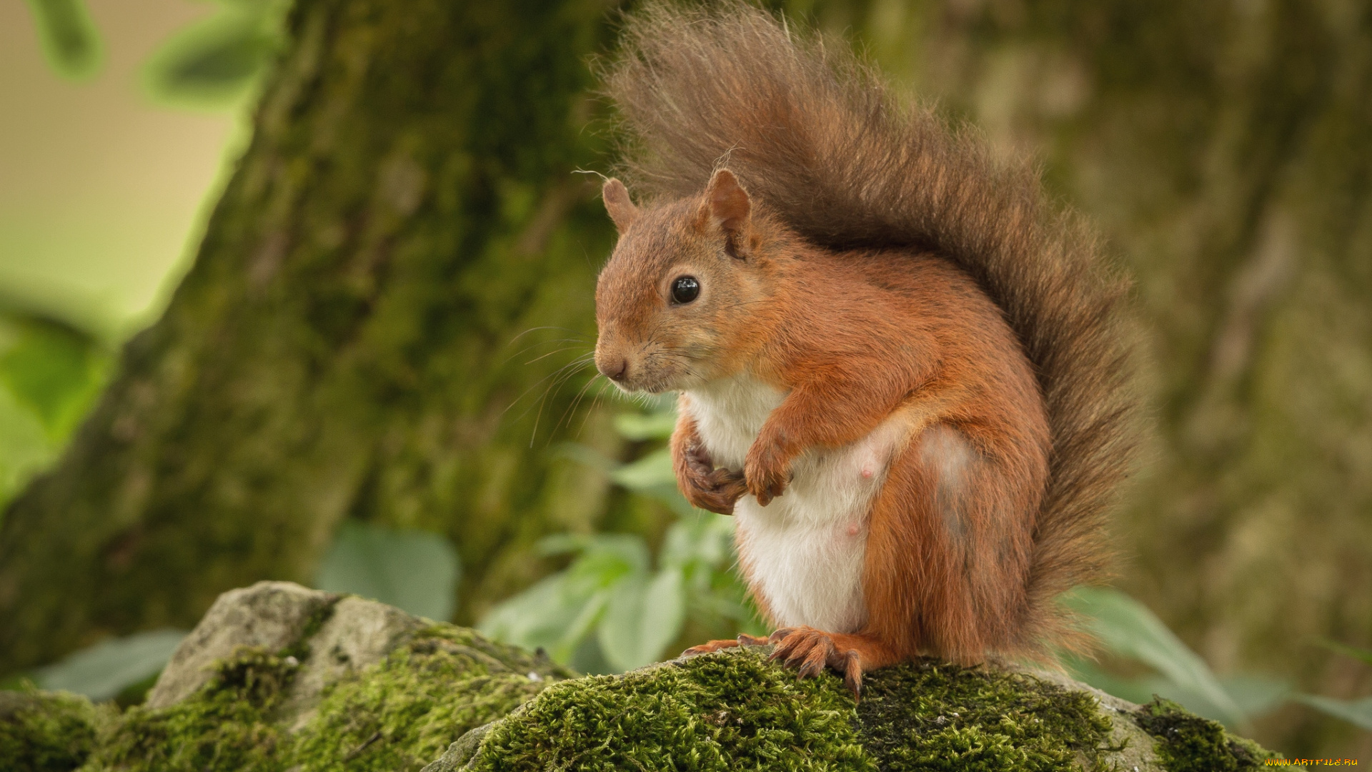 животные, белки, зверек