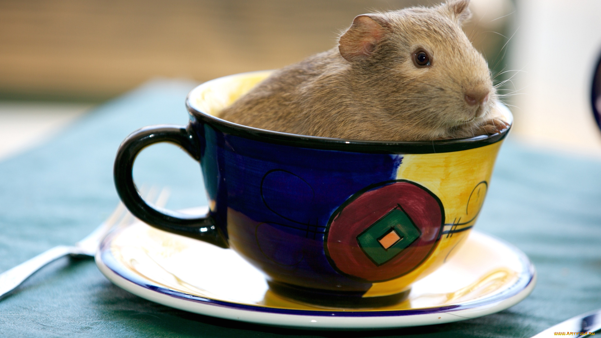 животные, морские, свинки, , хомяки, свинка, чашка