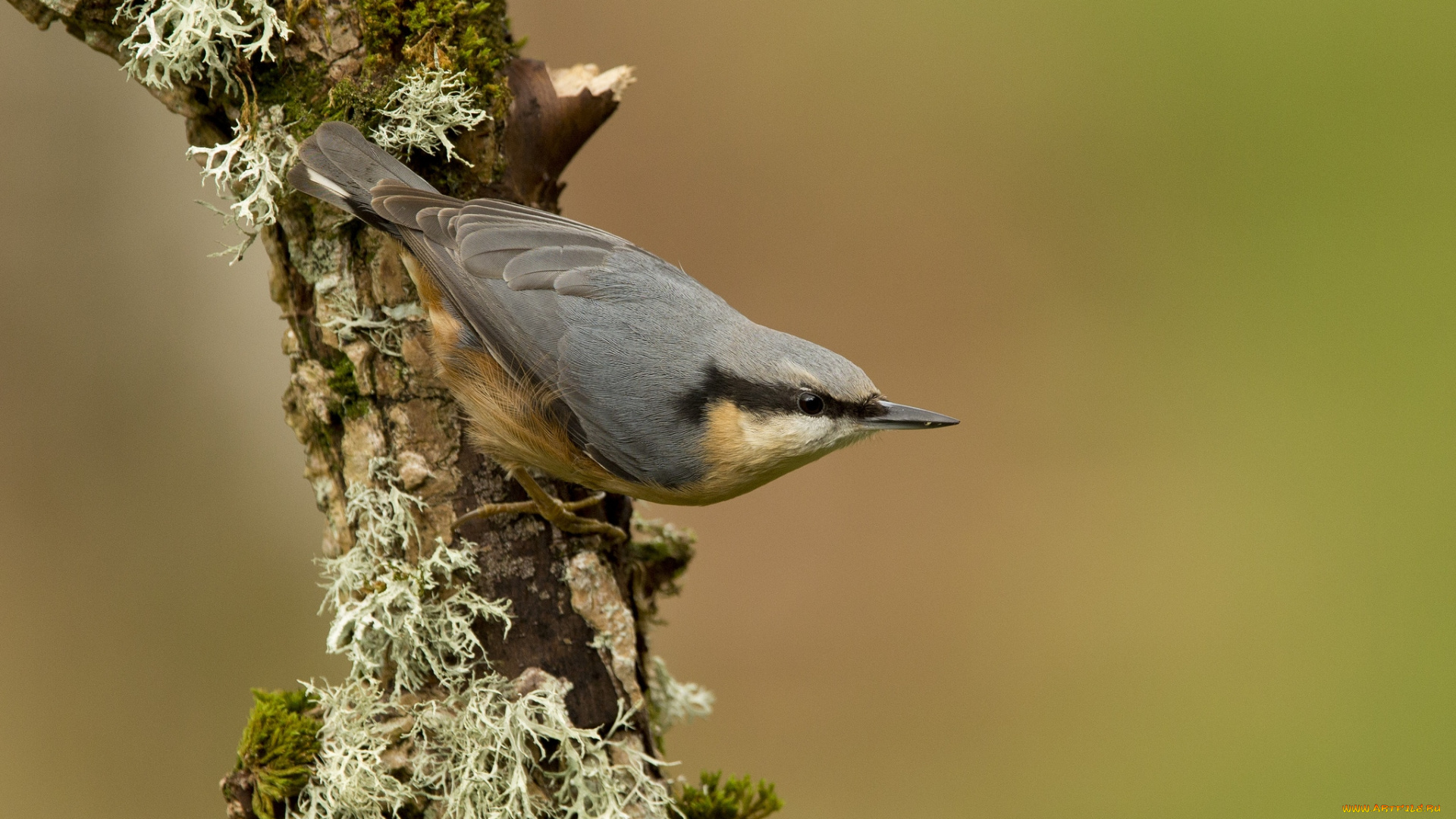 животные, поползни, птичка