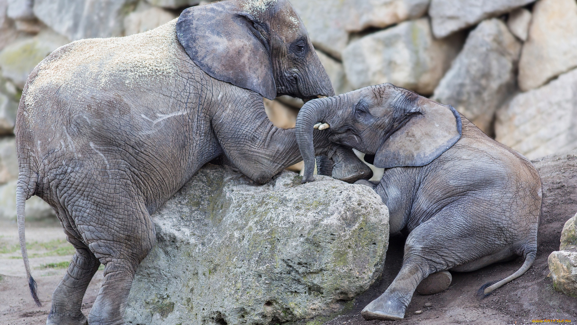 животные, слоны, малыши, игра
