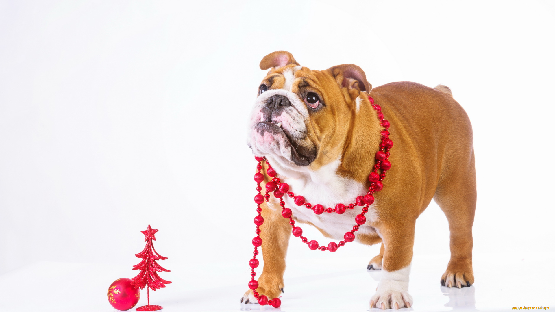 животные, собаки, английский, бульдог, собака, бусы
