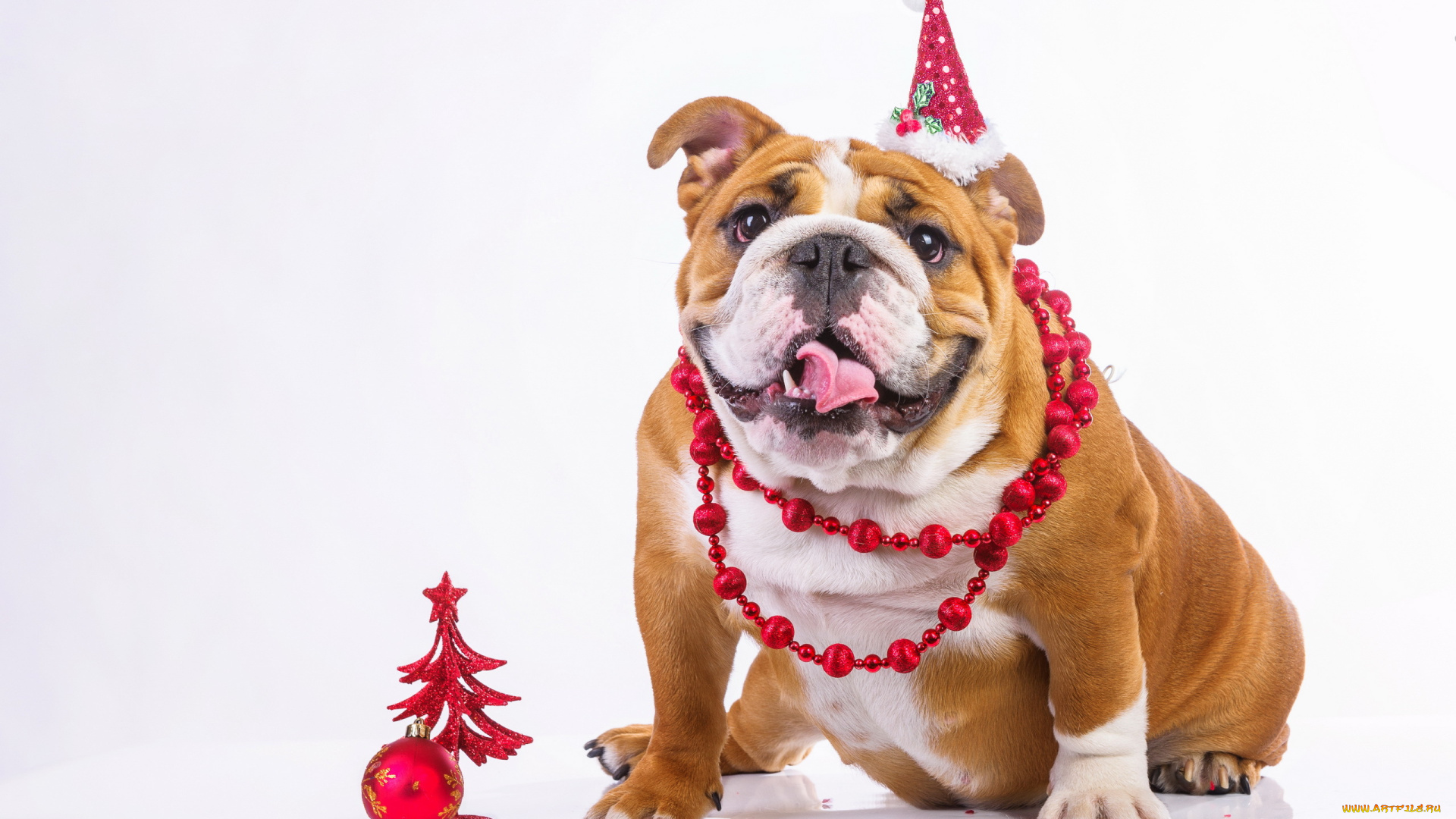 животные, собаки, бусы, английский, бульдог, собака