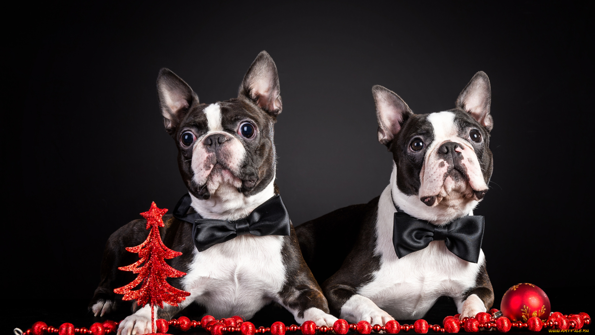 животные, собаки, французский, будьдог