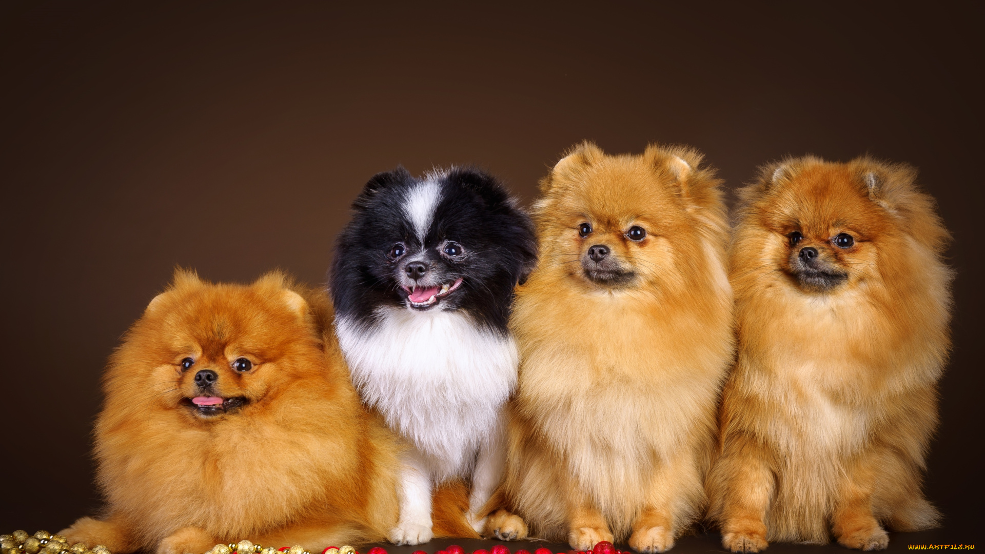 животные, собаки, квартет, шпицы