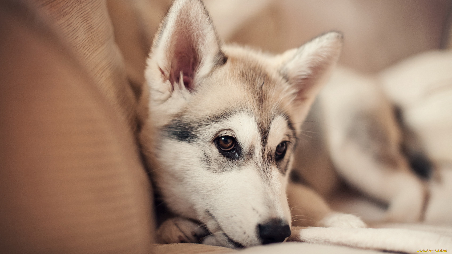 животные, собаки, щенок, собака