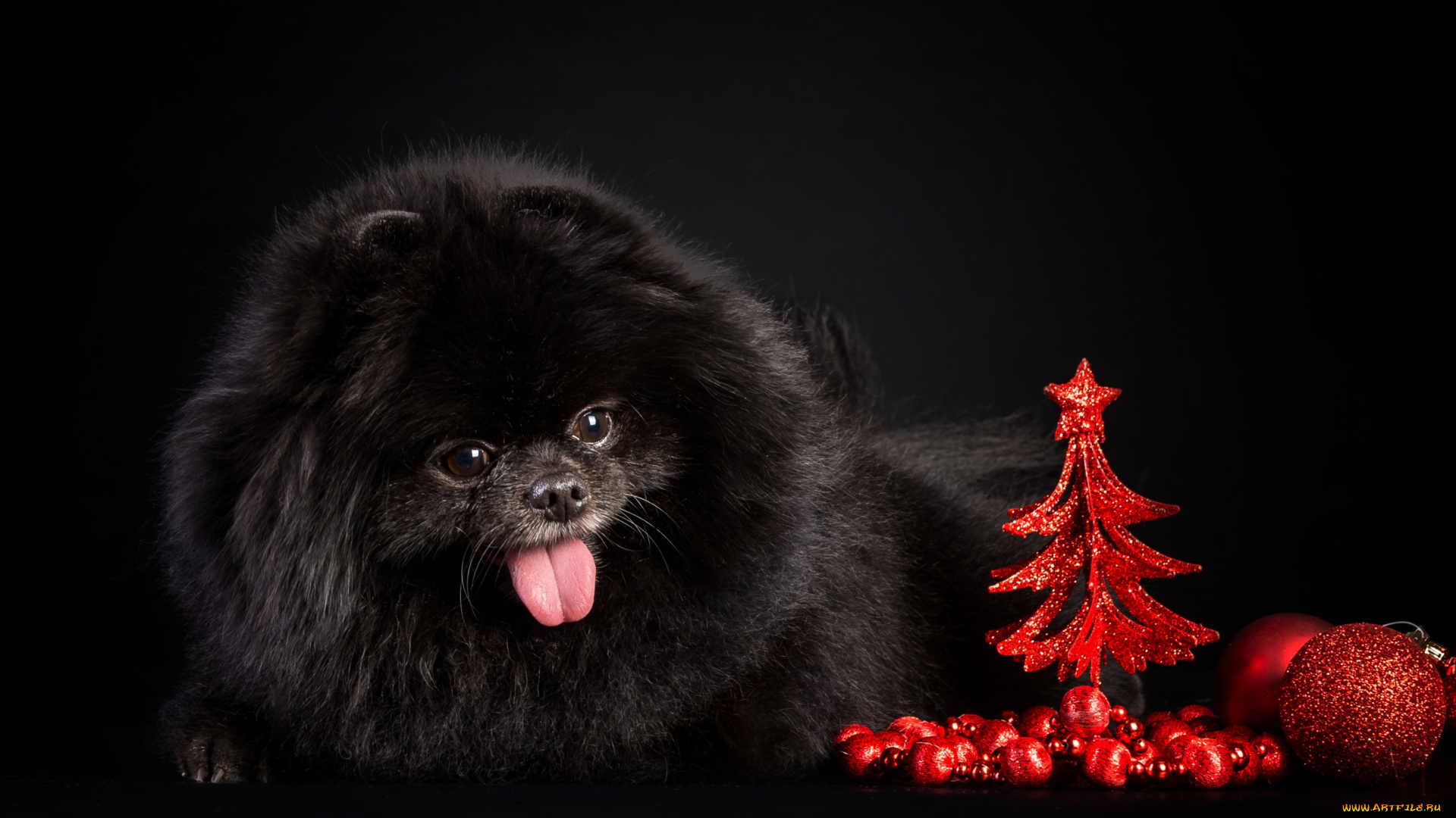 животные, собаки, шпиц