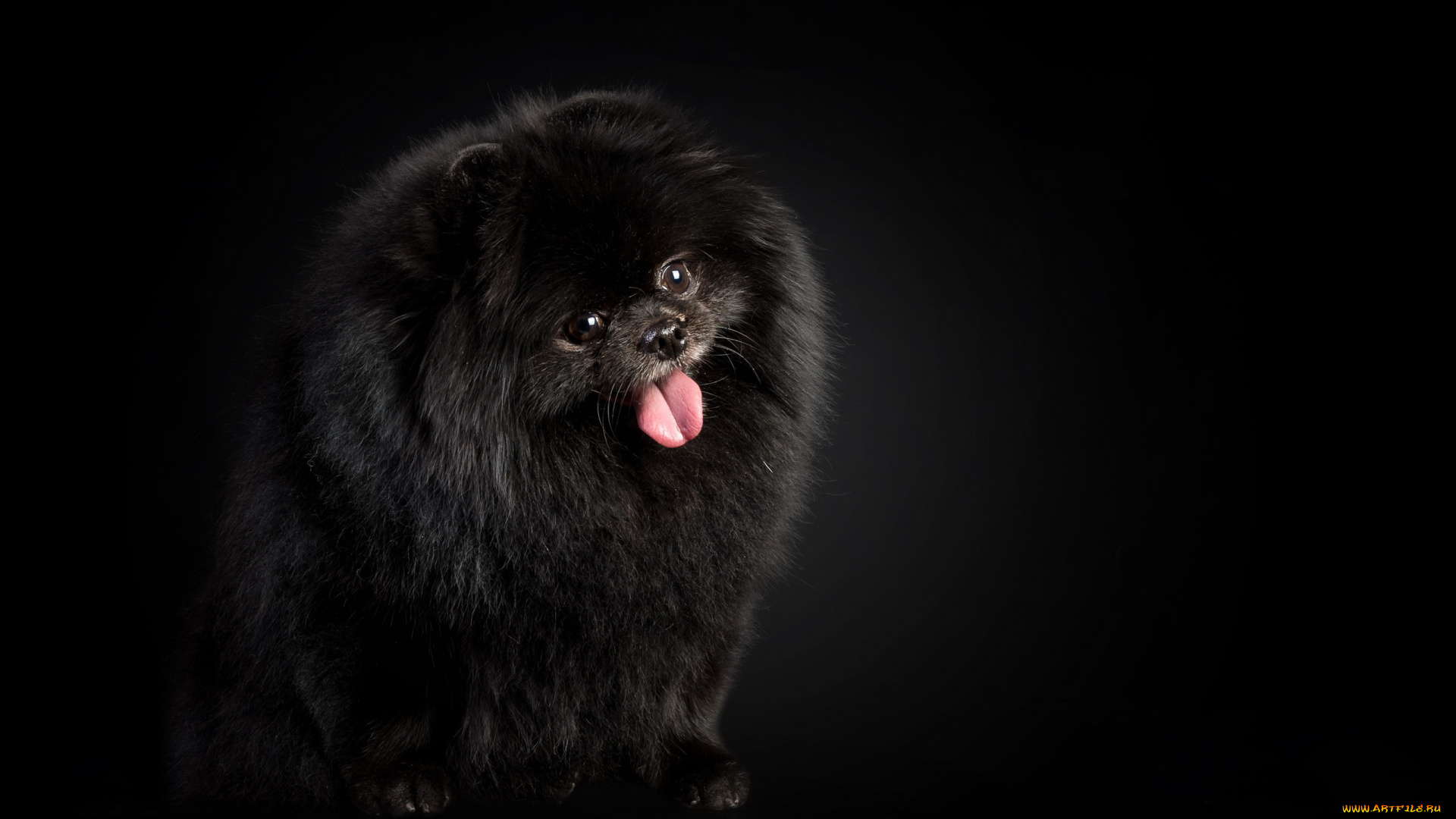 животные, собаки, взгляд, польша, германия, декоративная, порода, померанский, шпиц