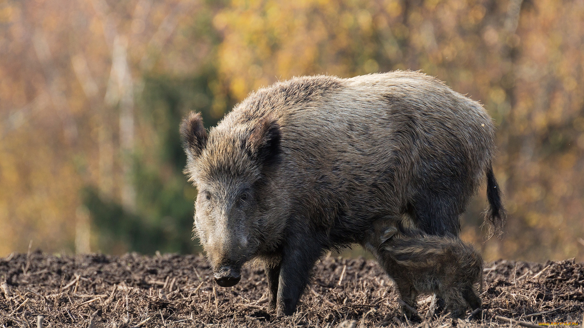 животные, свиньи, , кабаны, мама, малыш, кормежка