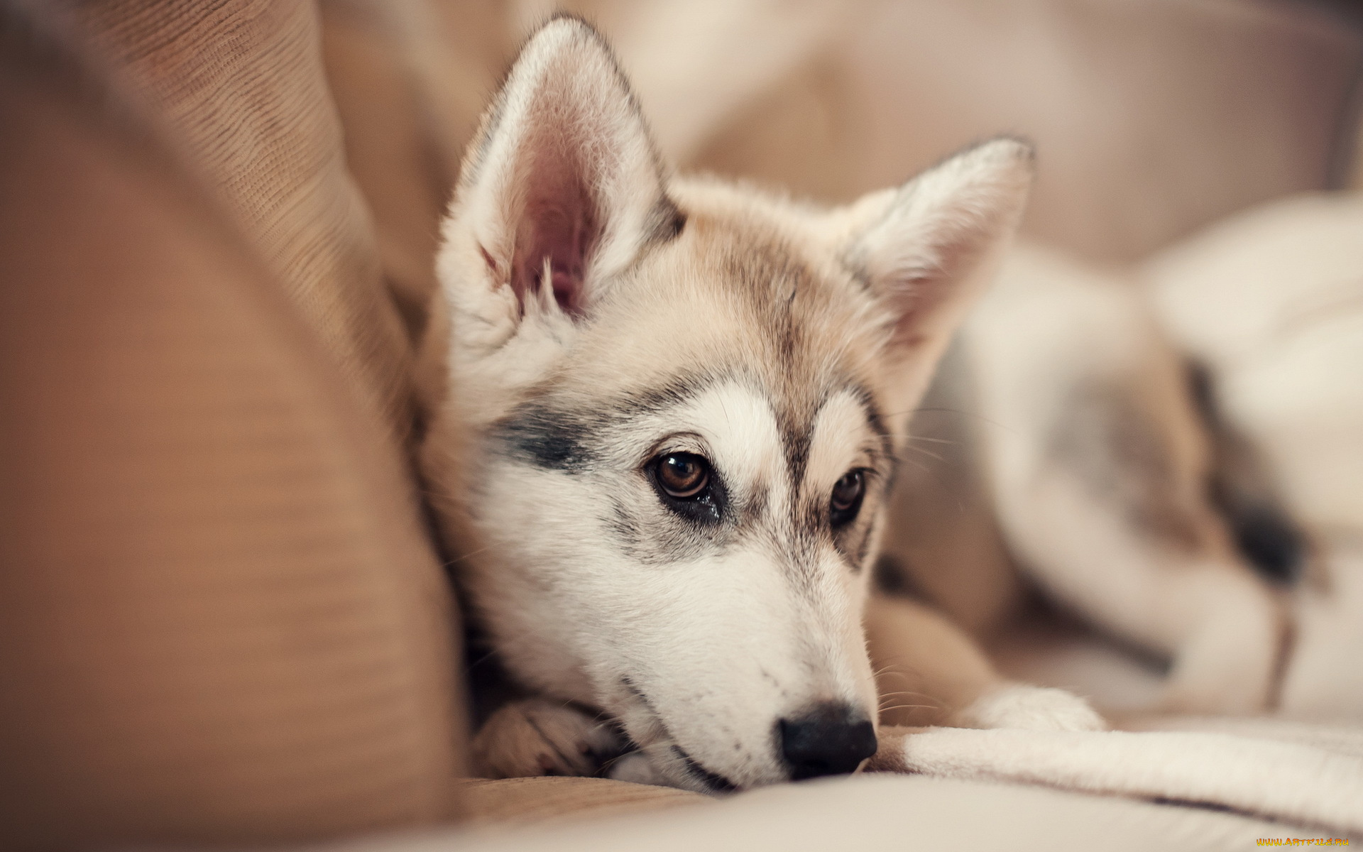 животные, собаки, щенок, собака