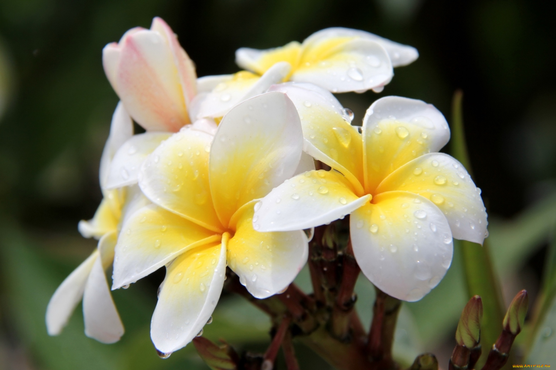 цветы, плюмерия, тропики