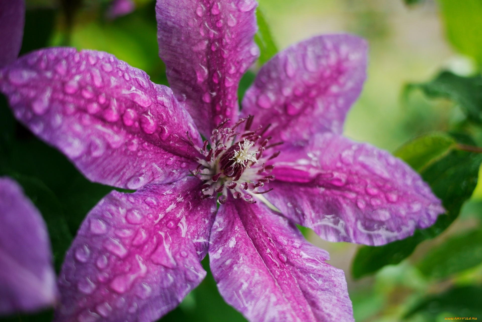 цветы, клематис, , ломонос, макро, капли