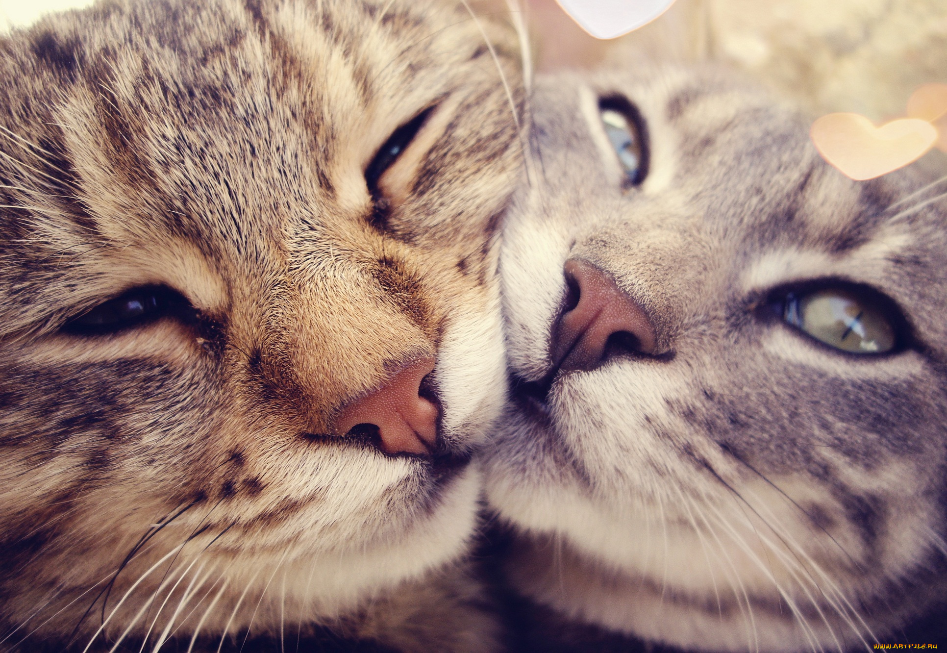 животные, коты, двое