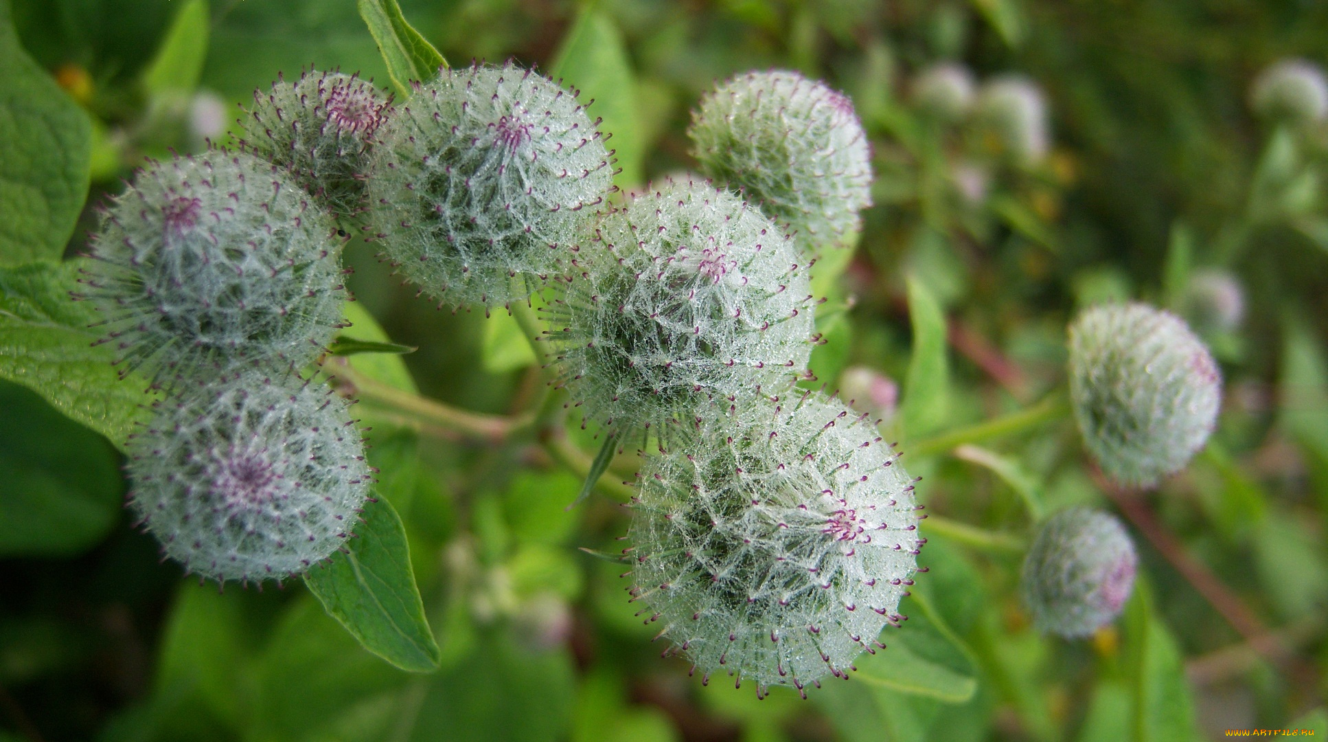 цветы, луговые, , полевые, , цветы, колючий, лопух, репей