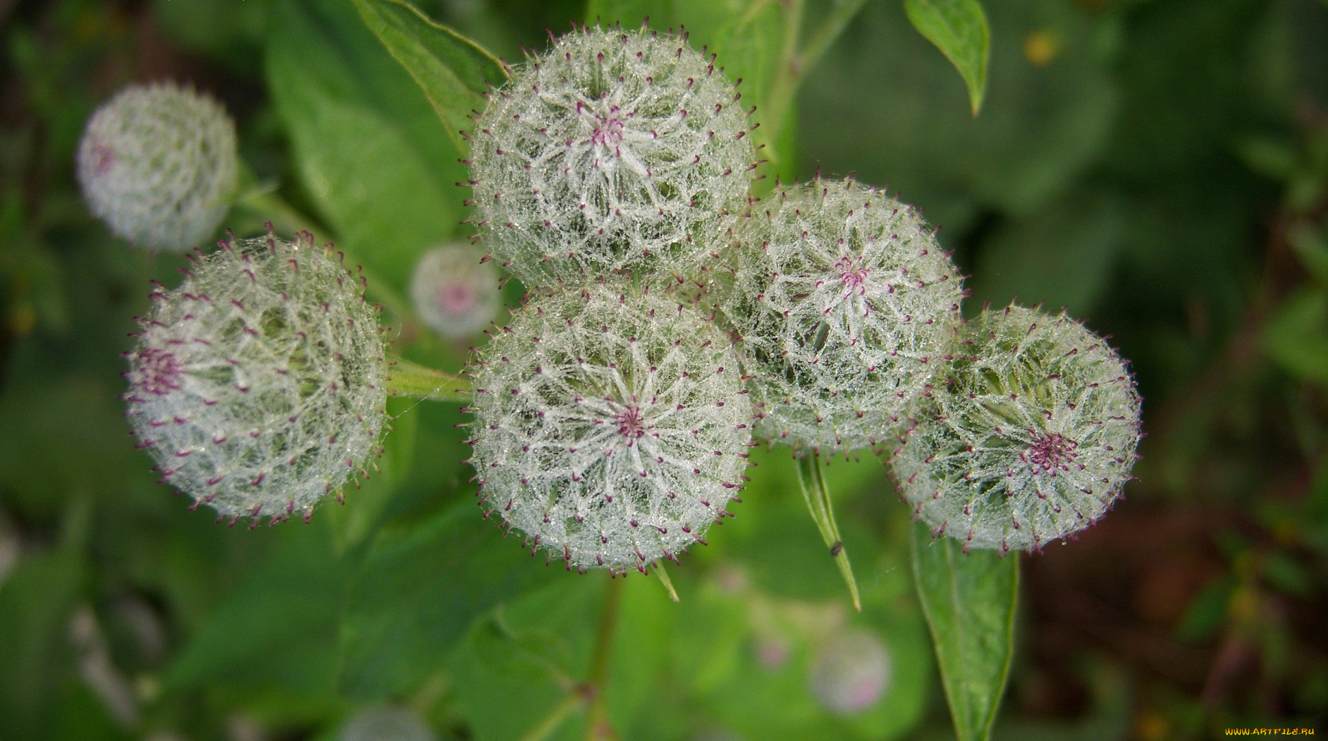 цветы, луговые, , полевые, , цветы, колючки, репейник, лопух