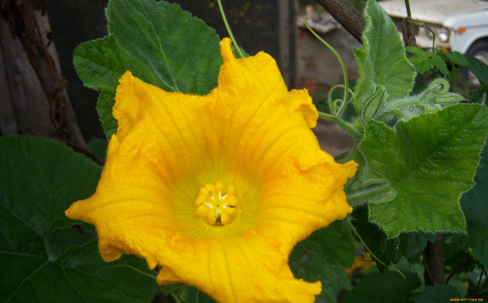 цветы, цветок, большой, жёлтый