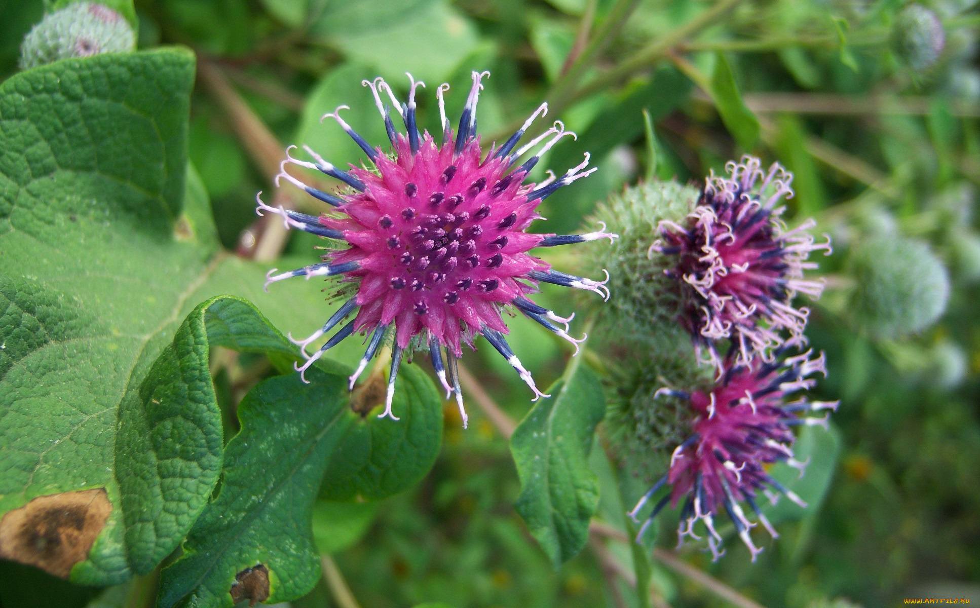 цветы, луговые, , полевые, , цветы, лопух