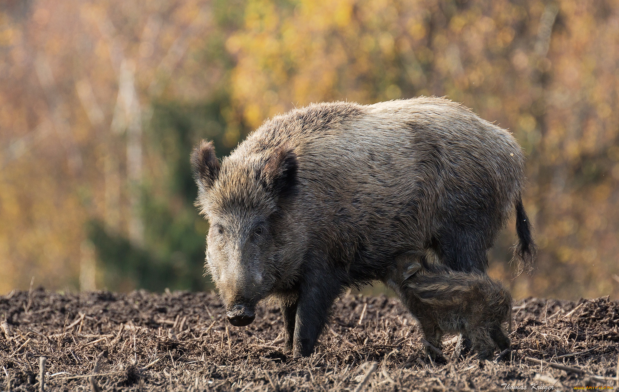 животные, свиньи, , кабаны, мама, малыш, кормежка