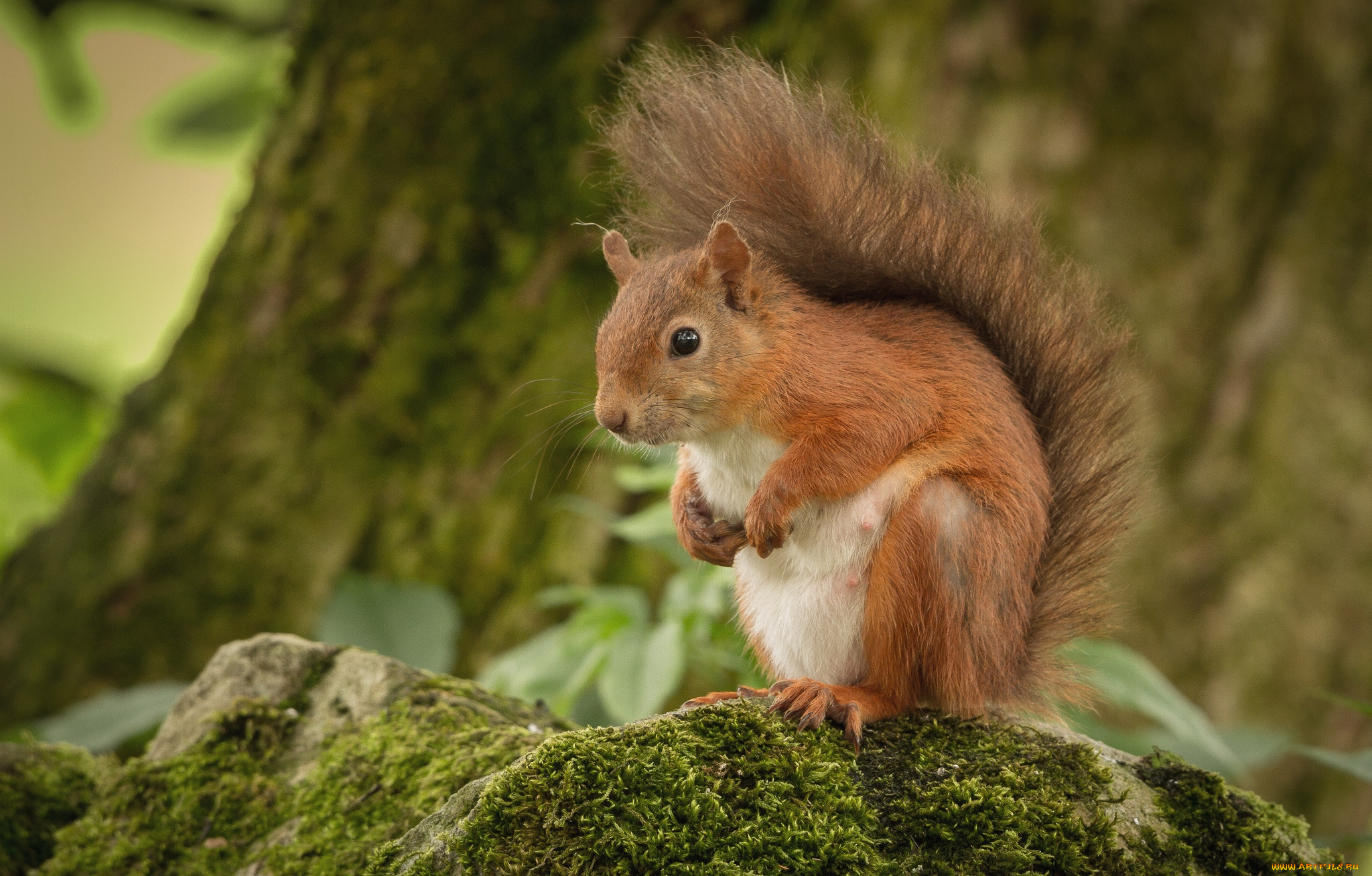 животные, белки, зверек