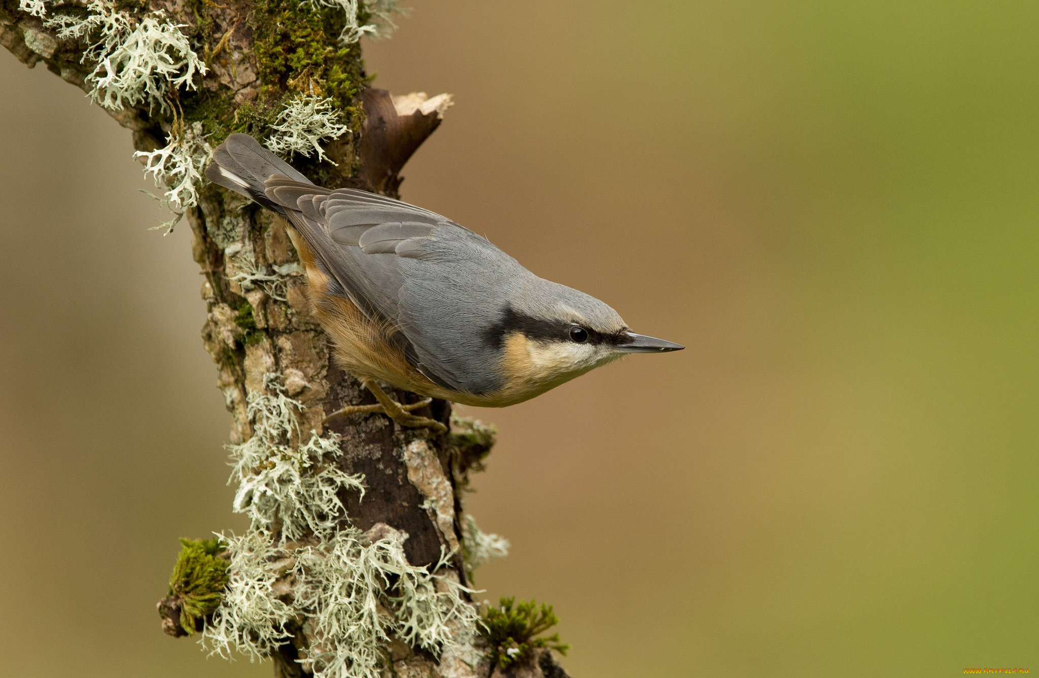 животные, поползни, птичка