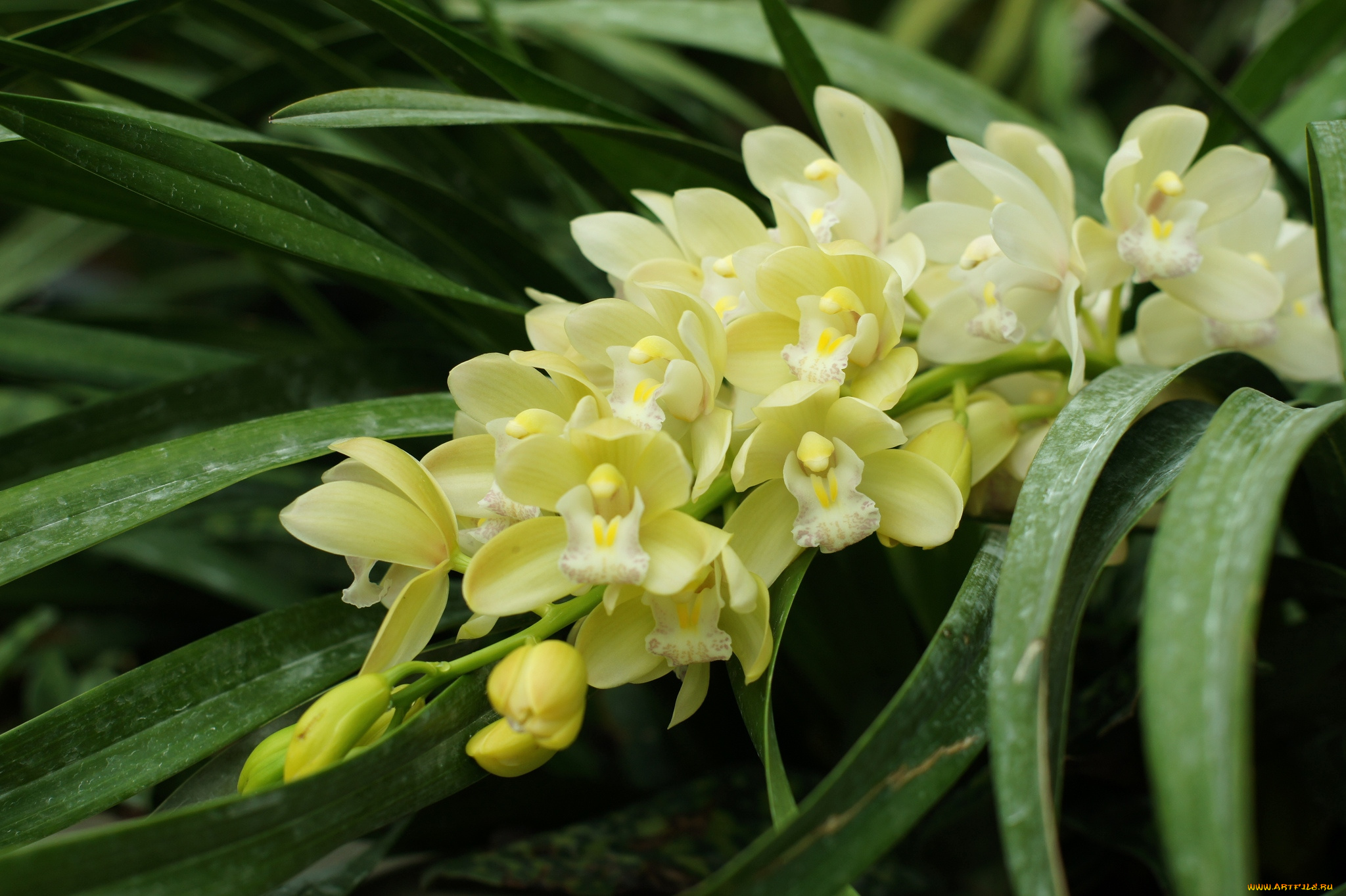 цветы, орхидеи, экзотика